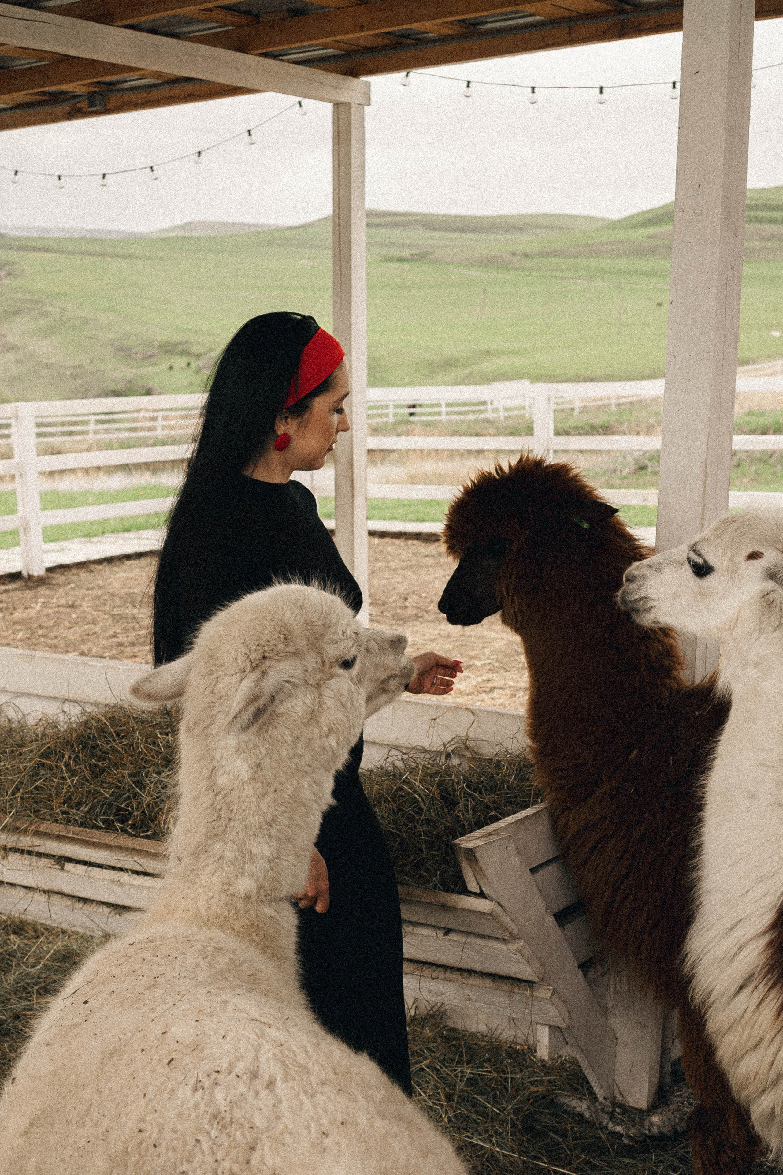 Ферма Альпак. Профессиональный фотограф, Санкт-Петербург — Виктория Богомолова
