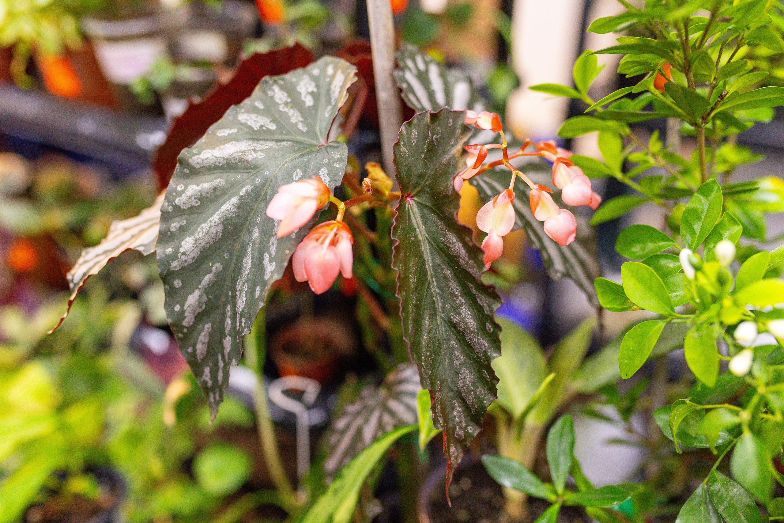 Монстериум 11–12 октября. Александра Куликова фотограф, Москва