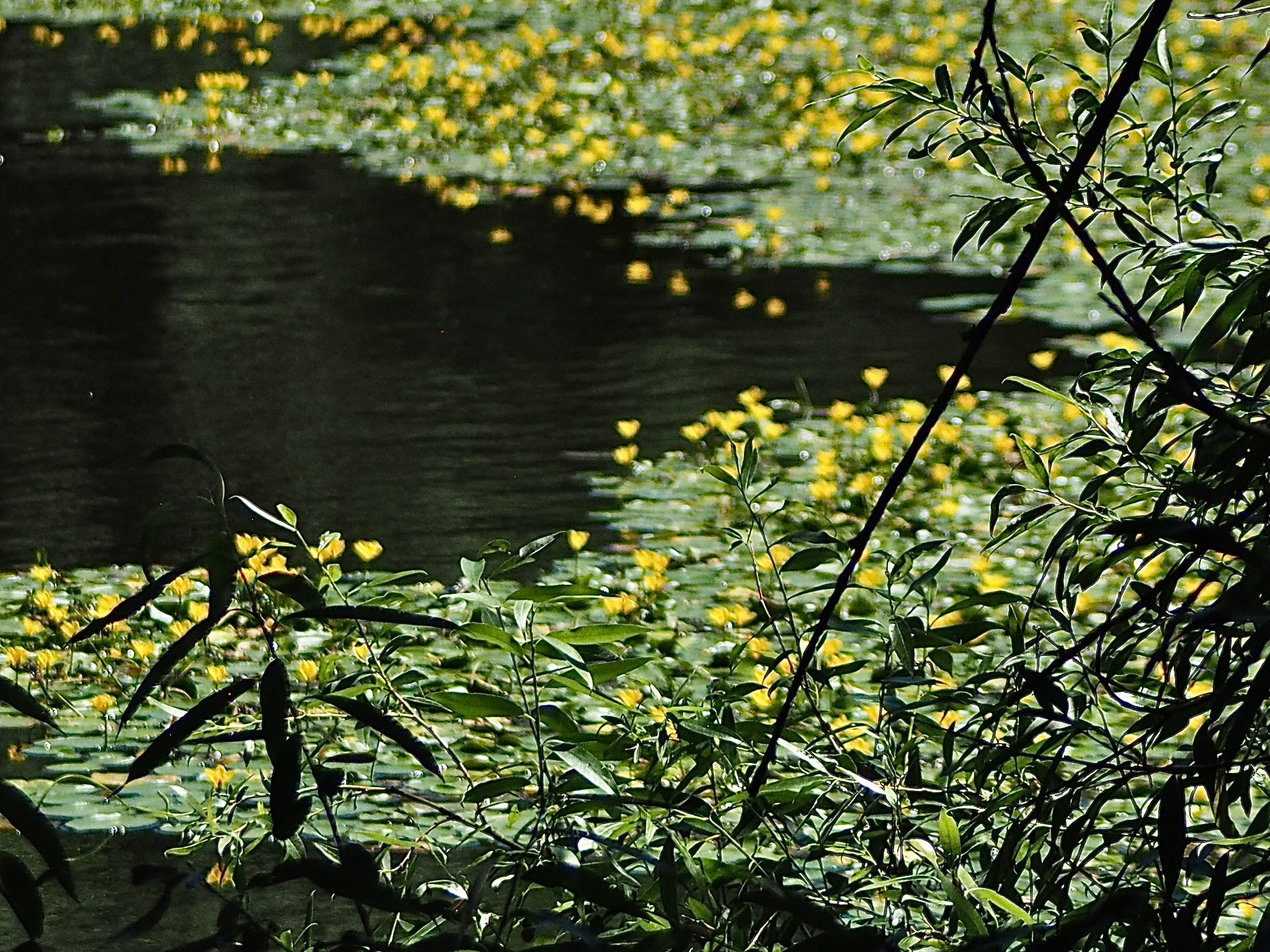 Флора и фауна. Смотри, красота!