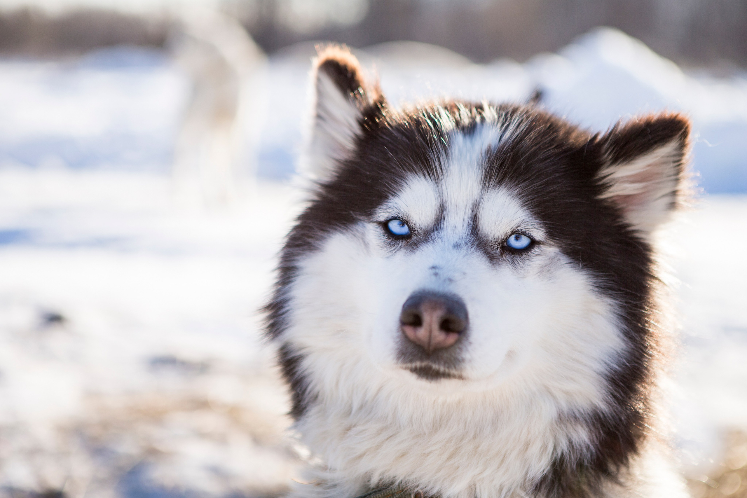 Максимум Камчатки зимой — путешествие с комфортом. Время Камчатки: чтобы найти свой путь, нужно скорость умножить на время