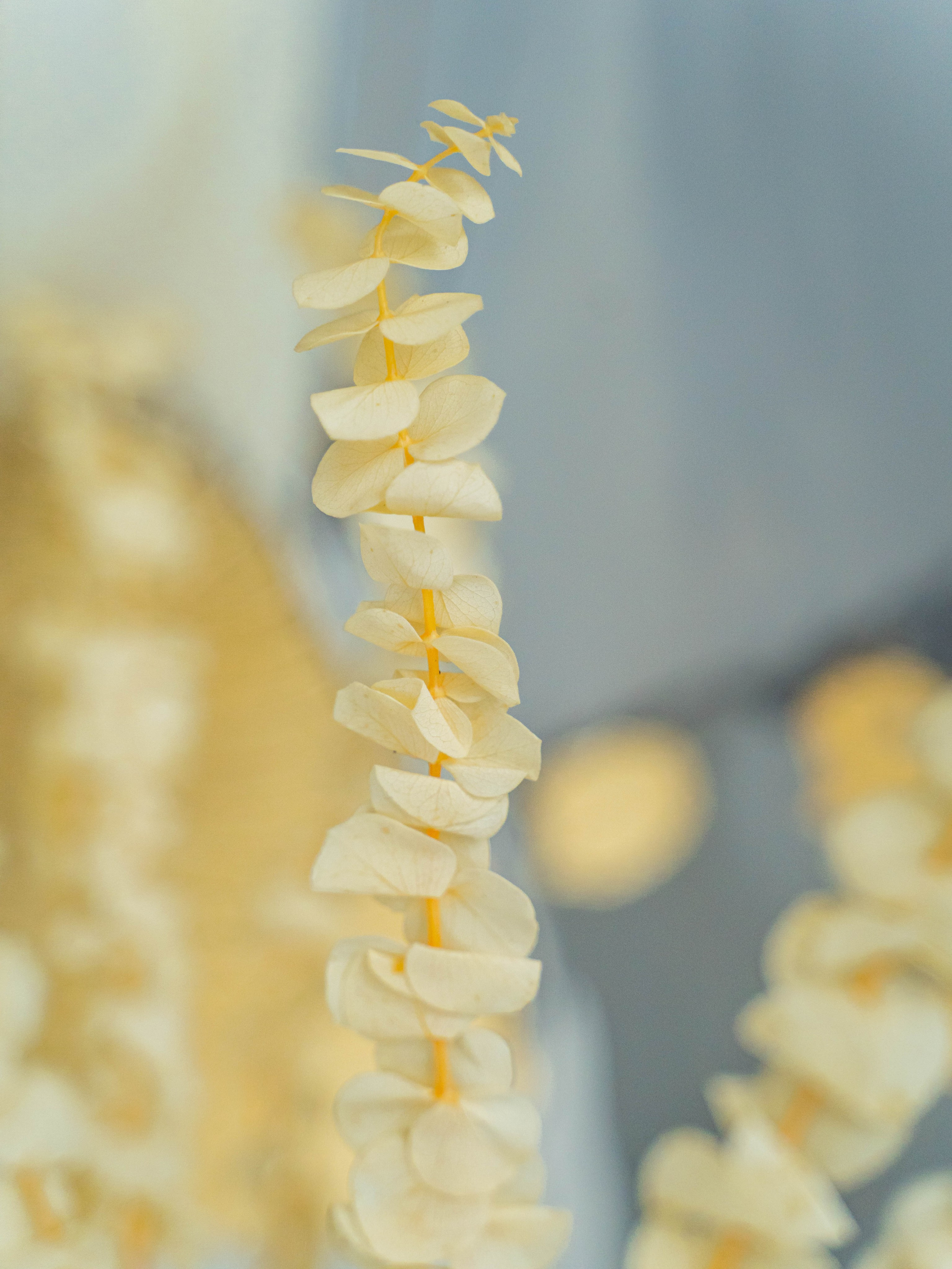 Сухоцветы. Фотограф в Москве Ленарская Дарья