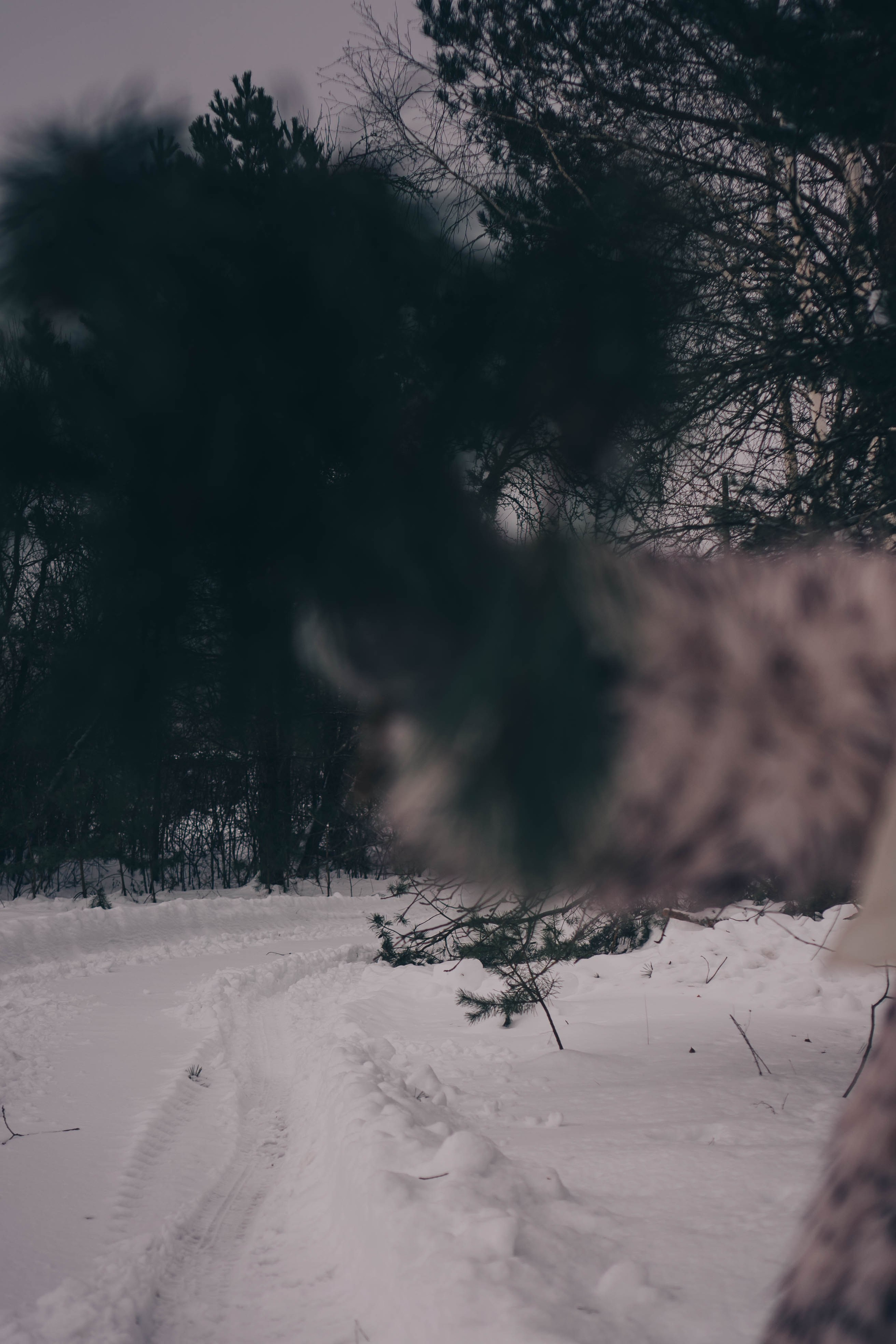 Деревня. Профессиональный фотограф, Санкт-Петербург — Виктория Богомолова