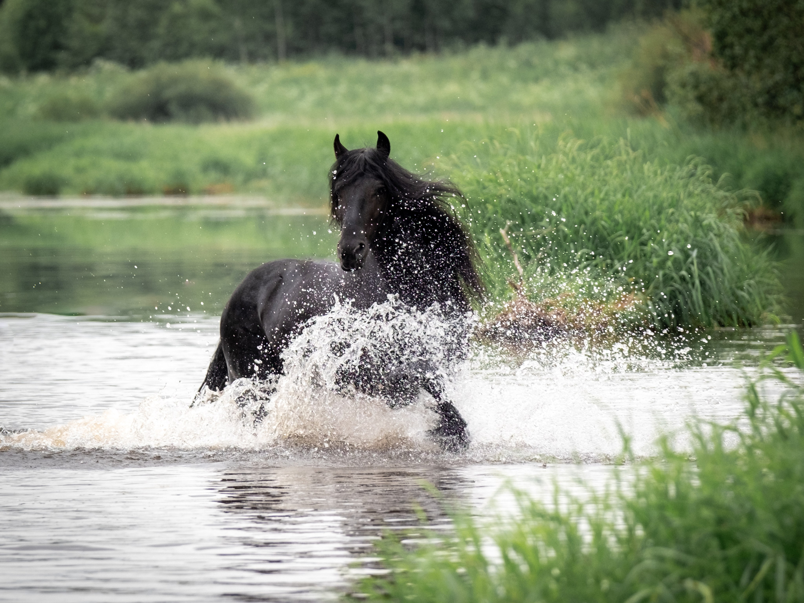 Жеребец фризской породы. Зоофотограф, фотограф животных в Москве и области Дина Дамоцева