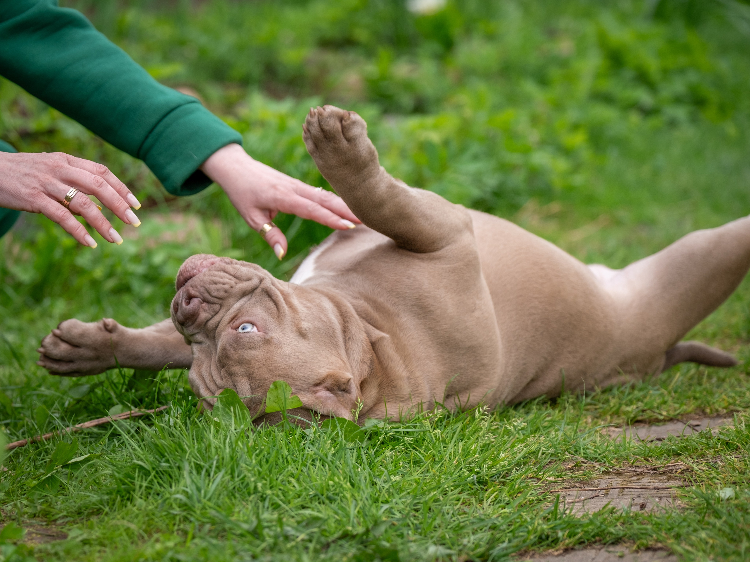 Американские булки для Ирины). Зоофотограф, фотограф животных в Москве и области Дина Дамоцева