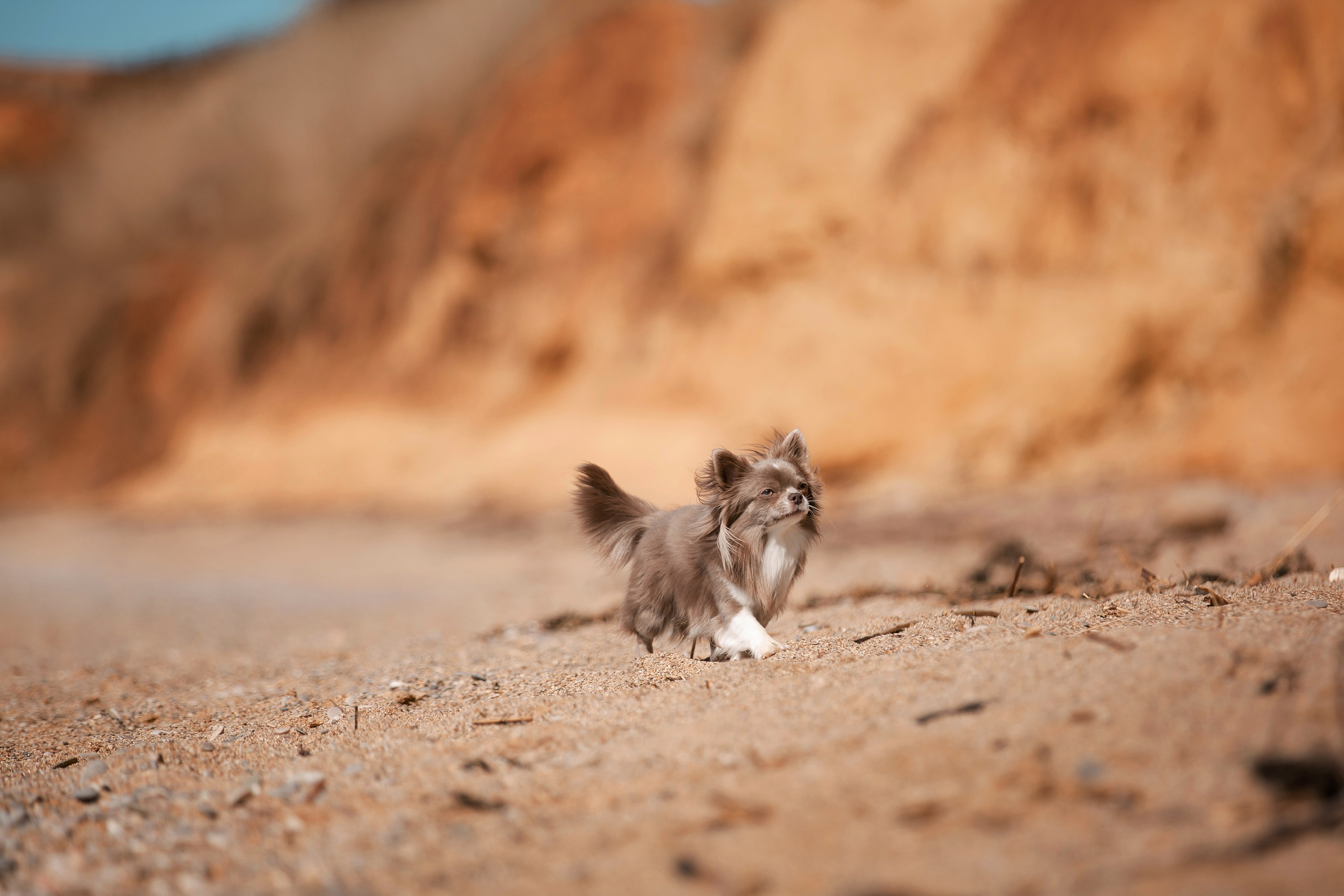 Веймаранер и чихуахуа в Крыму. Фотограф-анималист в Краснодаре Маша Мельникова