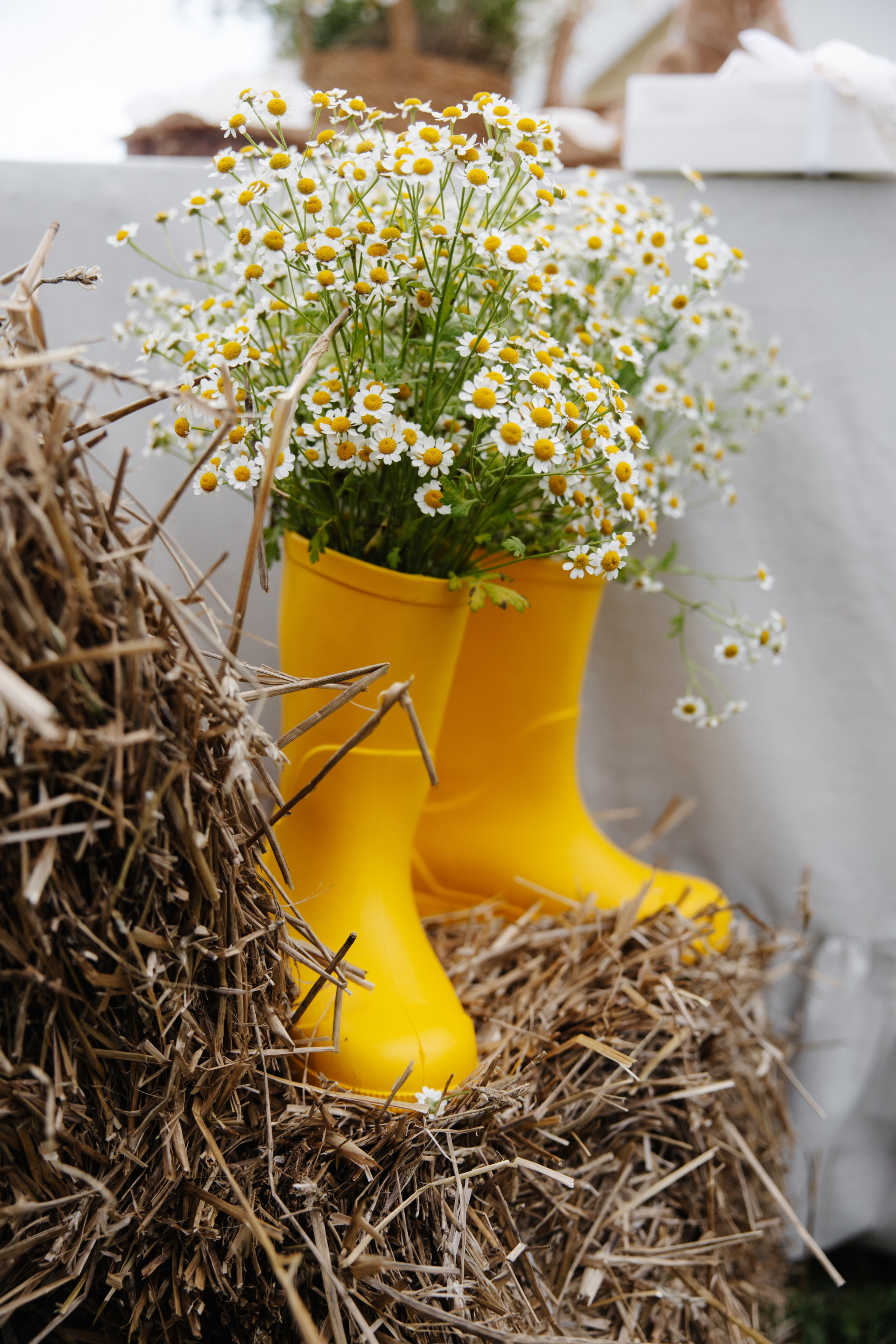 ГЕНДЕР ПАТИ. Фотограф в Красноярске