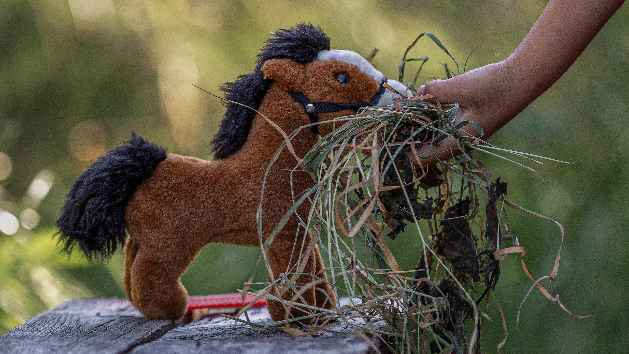Мечта. Фотограф — путешественник Светлана Романовская