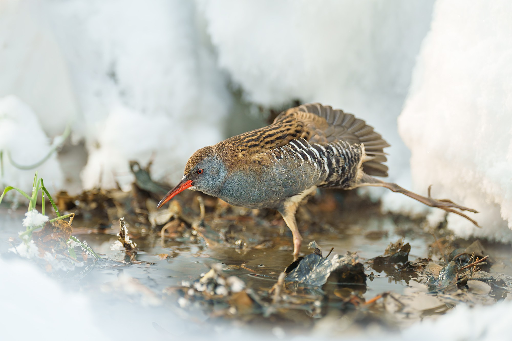 Удивительные мир птиц. Вокруг нас столько прекрасного — присмотритесь!. Ваш личный фотограф Марина Волкова