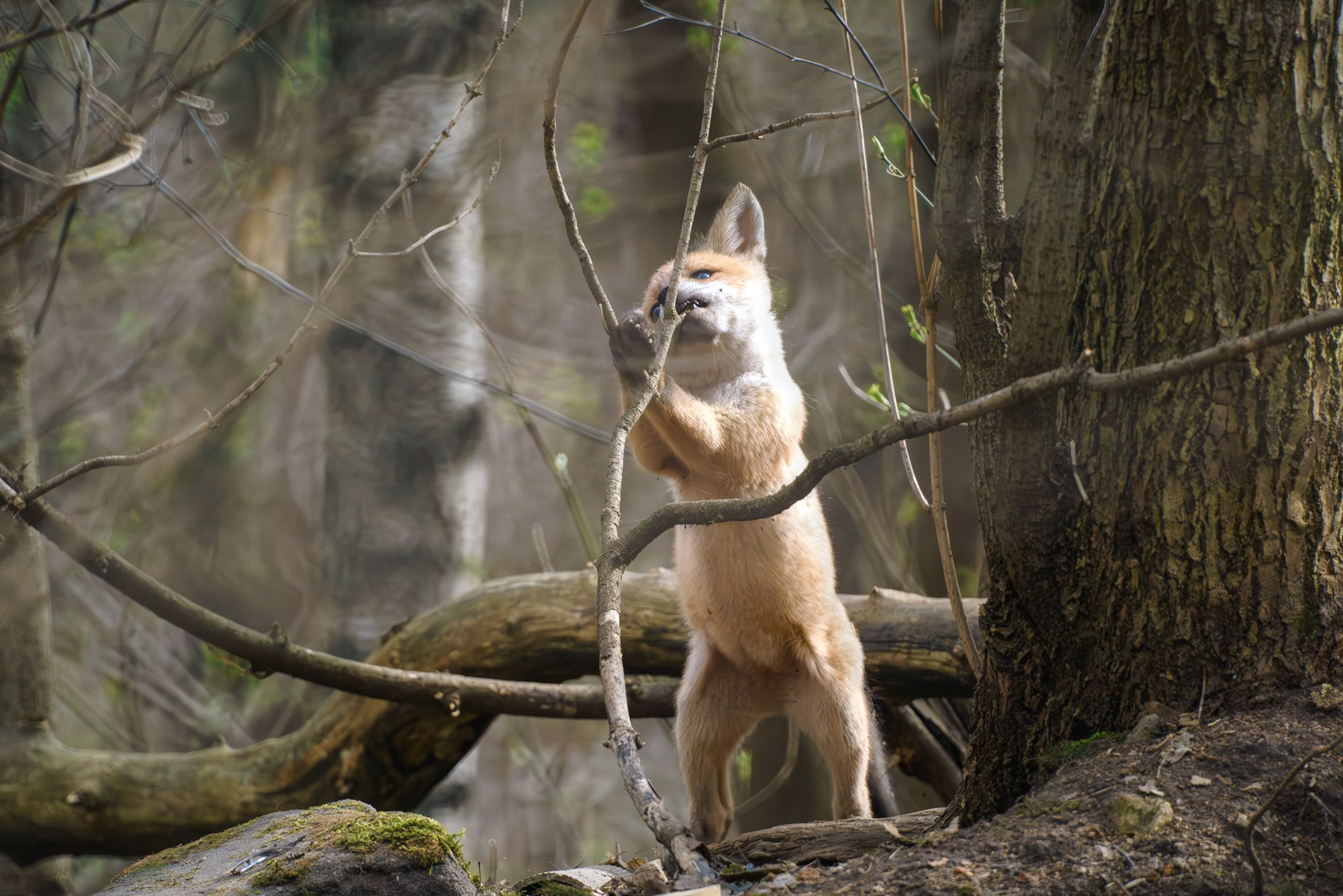 Животные. Ваш личный фотограф Марина Волкова