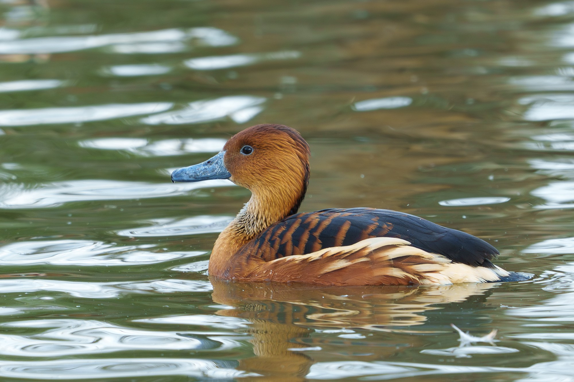 Удивительные мир птиц. Вокруг нас столько прекрасного — присмотритесь!. Ваш личный фотограф Марина Волкова