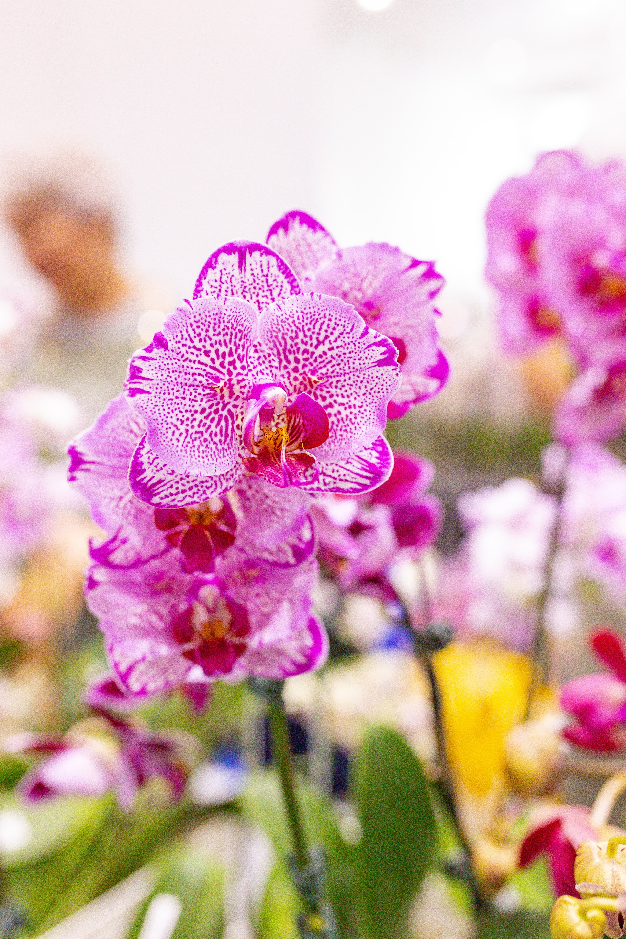Орхидиум сентябрь 2025. Александра Куликова фотограф, Москва