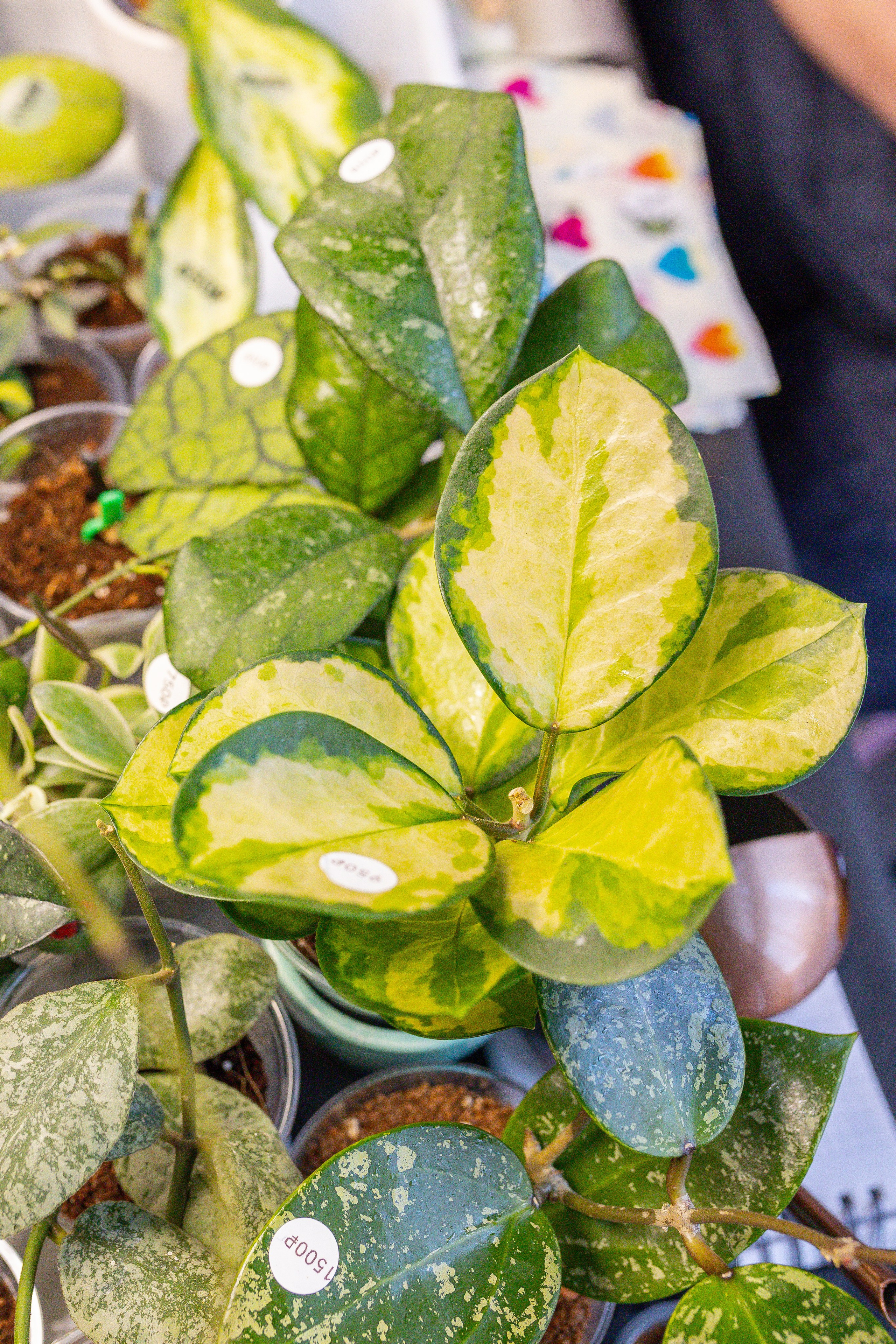 Монстериум 11–12 октября. Александра Куликова фотограф, Москва