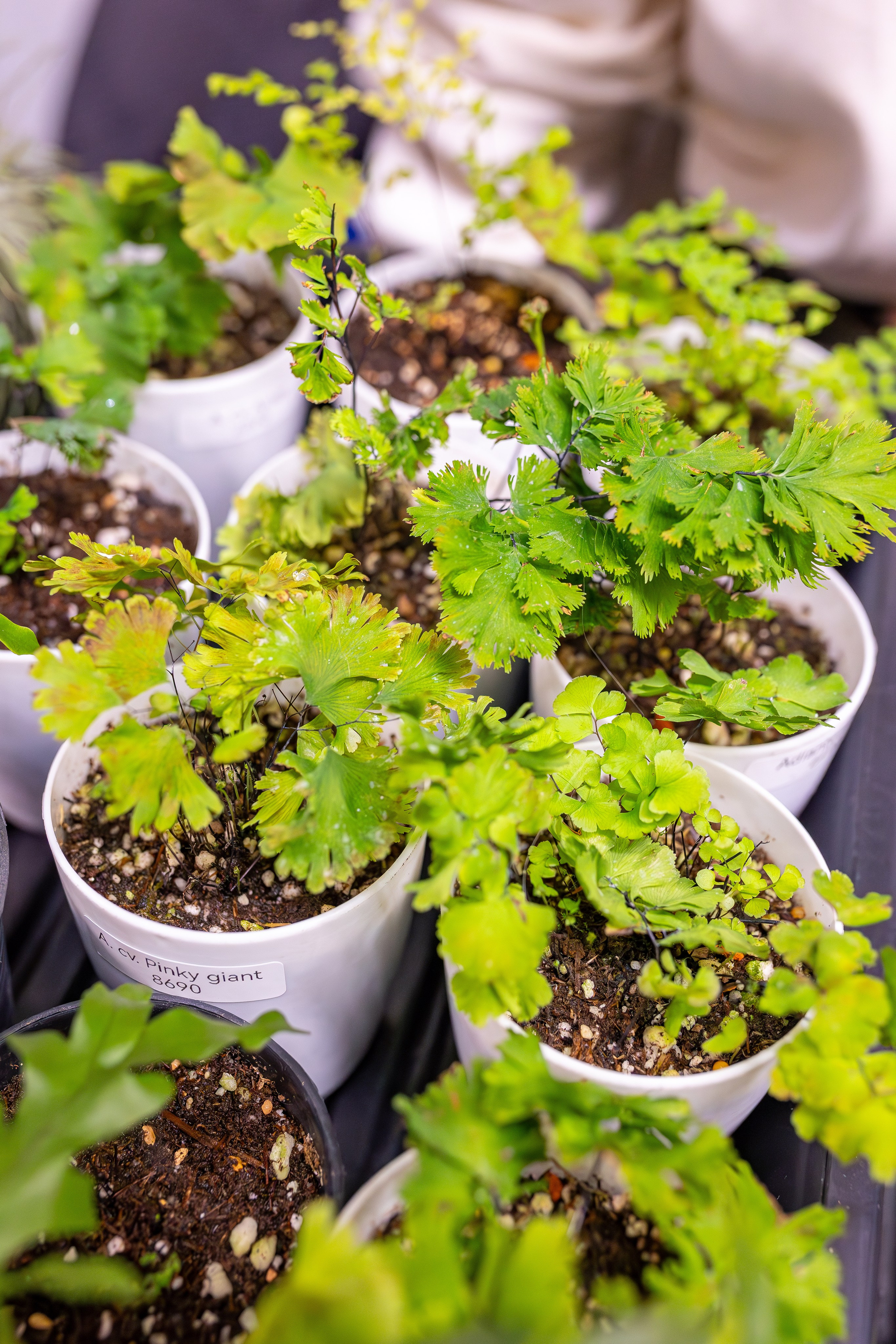 Монстериум апрель 2026. Александра Куликова фотограф, Москва