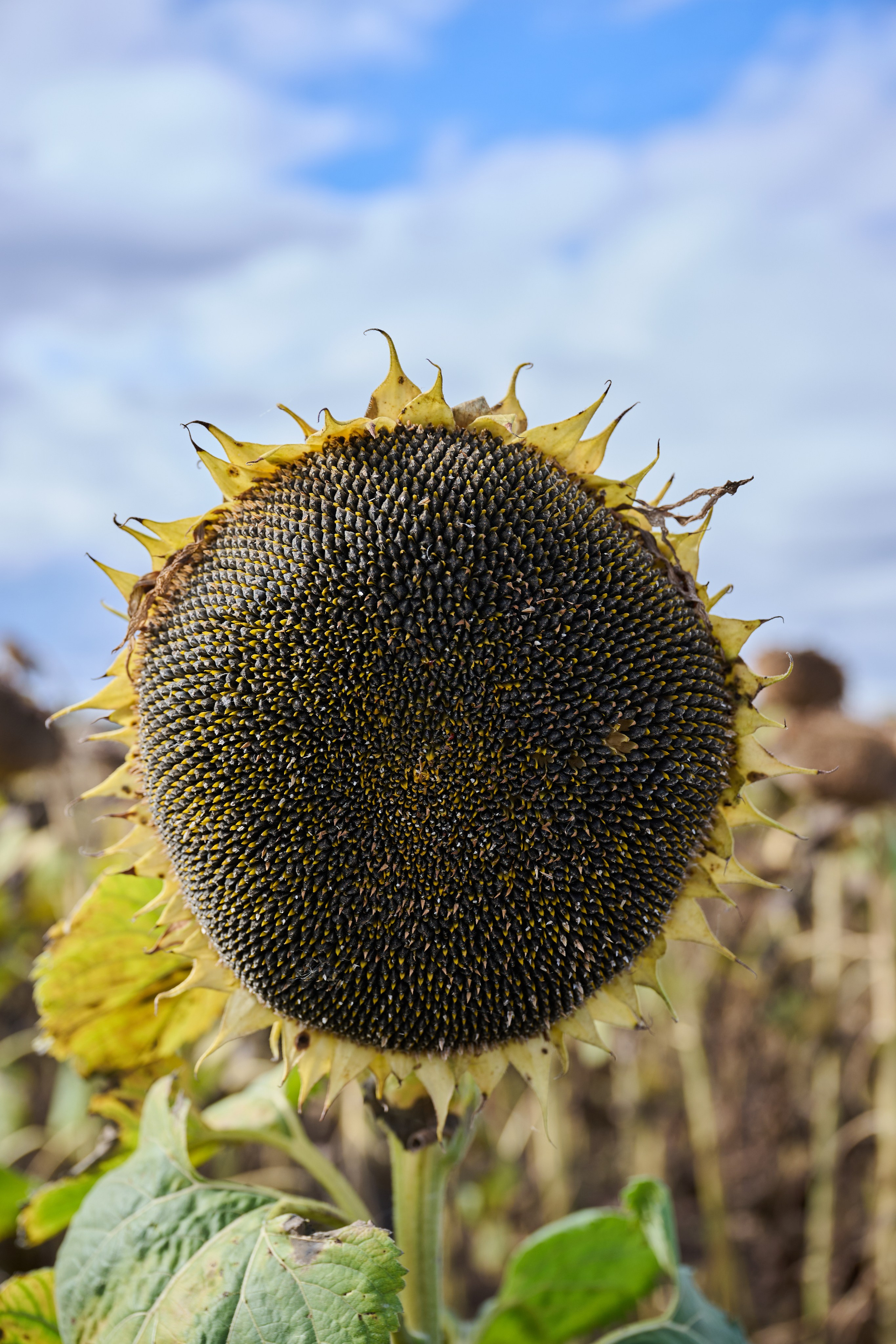Самарский День поля 2025. Фотограф в Самаре