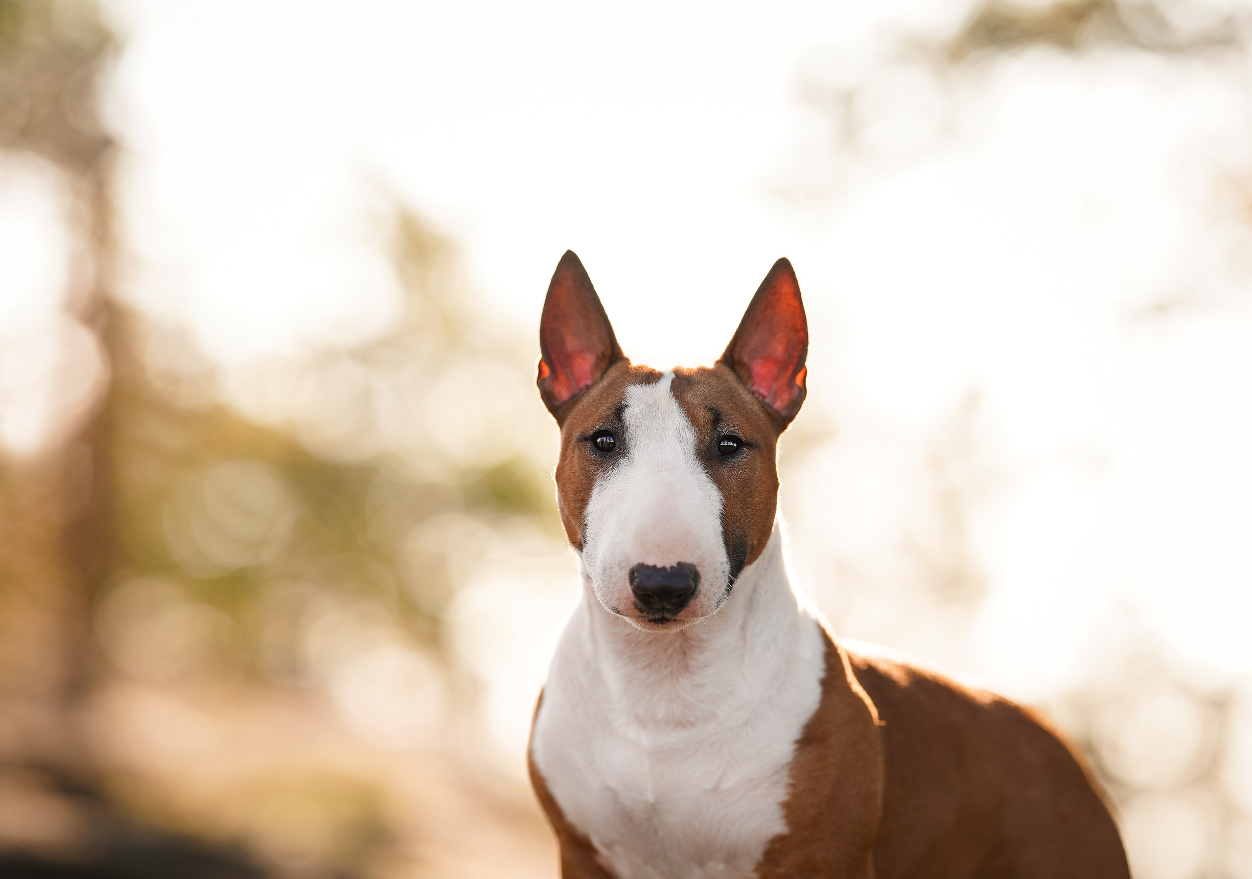 Таисия и Тамагочи. Фотограф-анималист в Санкт-Петербурге Яна Мартынова