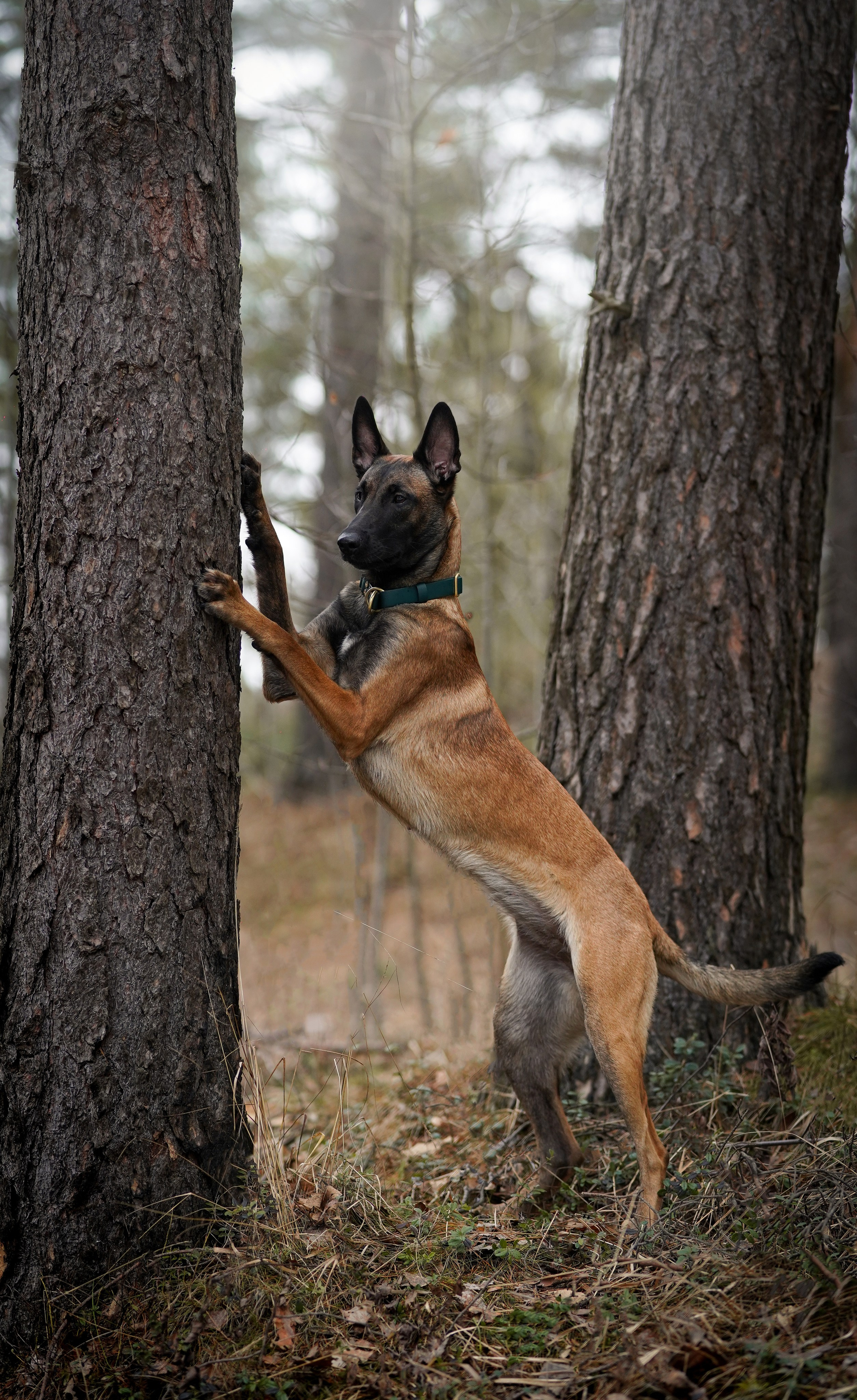 Панда и Эста. Фотограф-анималист в Санкт-Петербурге Яна Мартынова