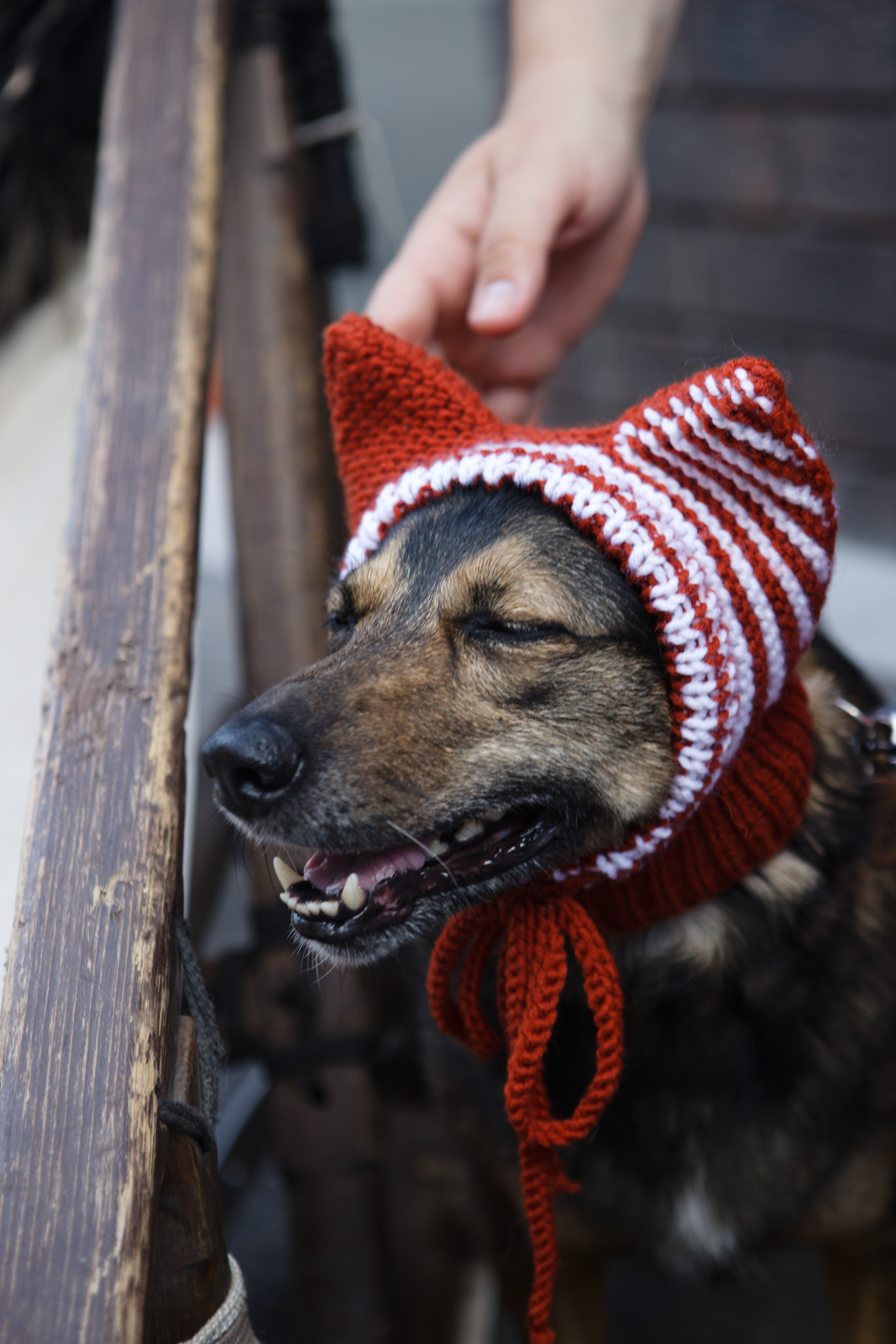 Вечеринка для собак Oh my dog 20.07.2025. Репортажный и спортивный фотограф в г. Пермь Зильберг Павел