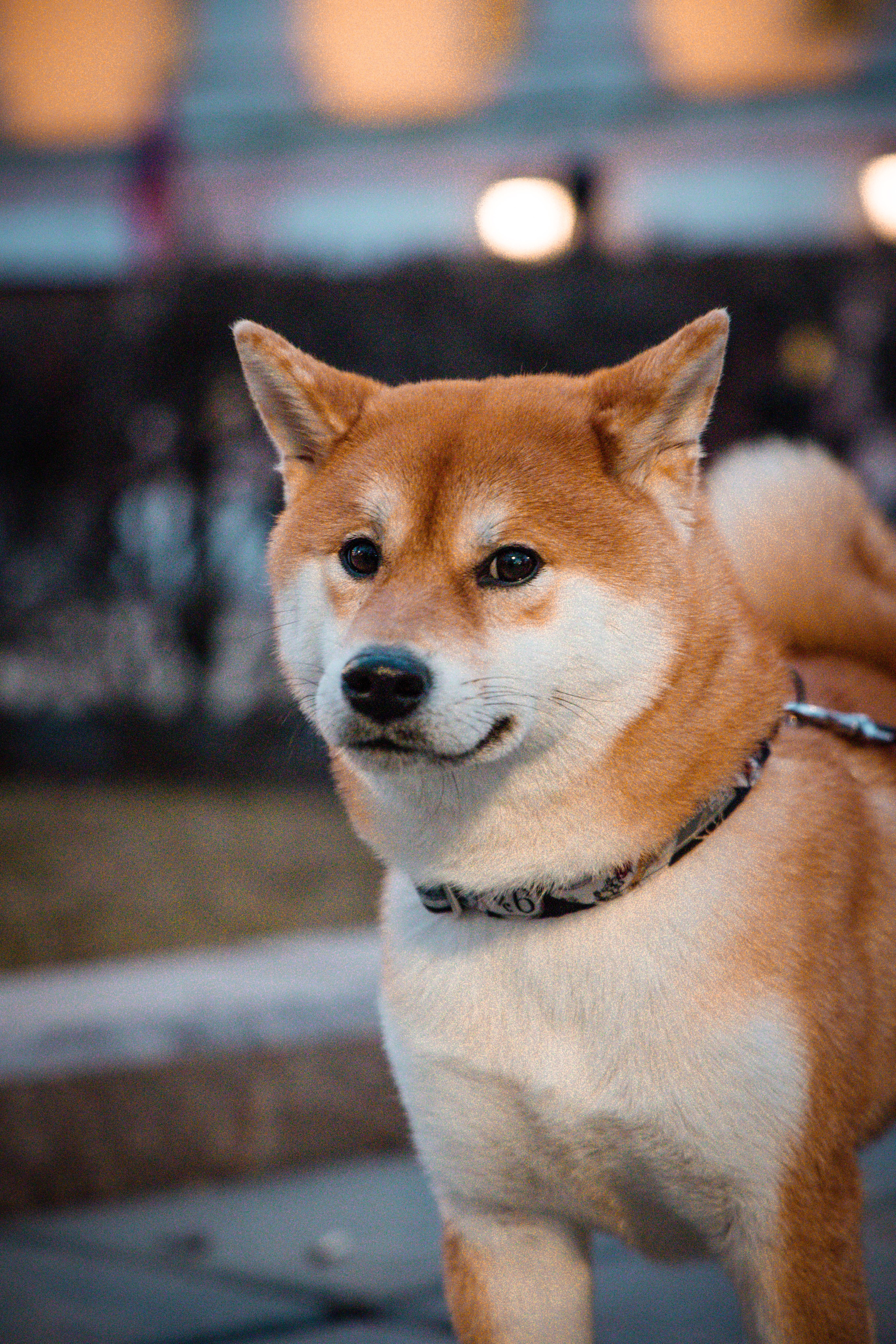 Сиба-ину. Фотограф для маркетплейсов, фотоуслуги в Жуковском Татьяна Марсуверских