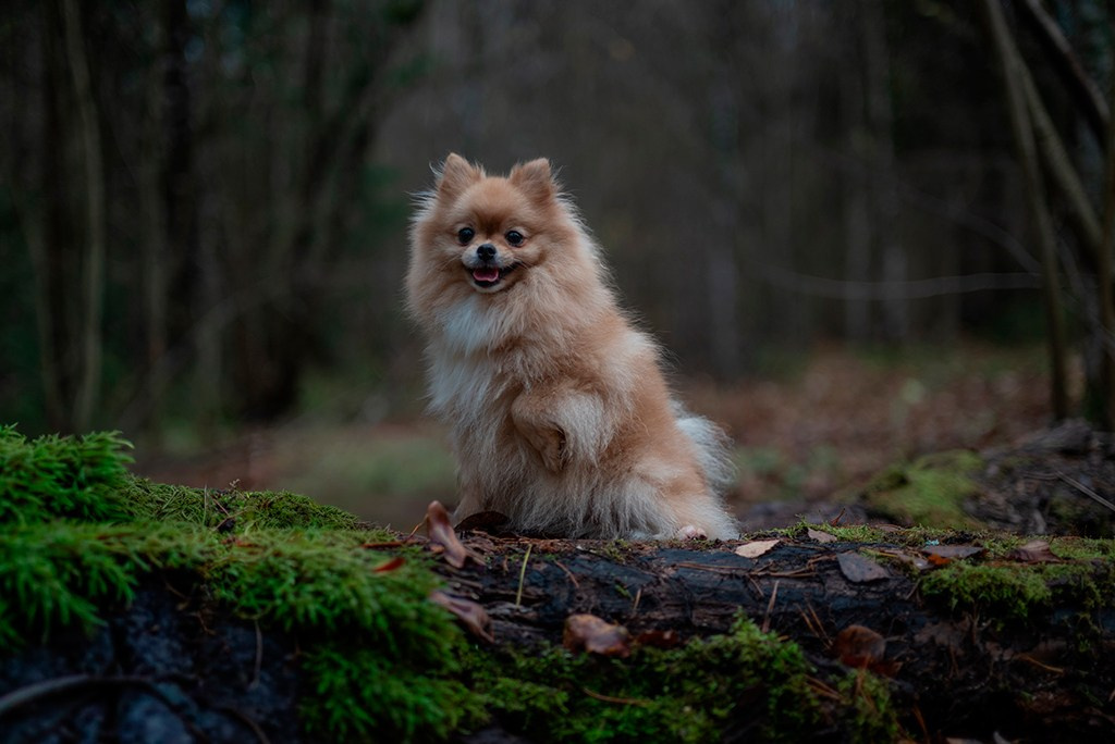 Услуги. Фотограф — анималист RISHELL PHOTO