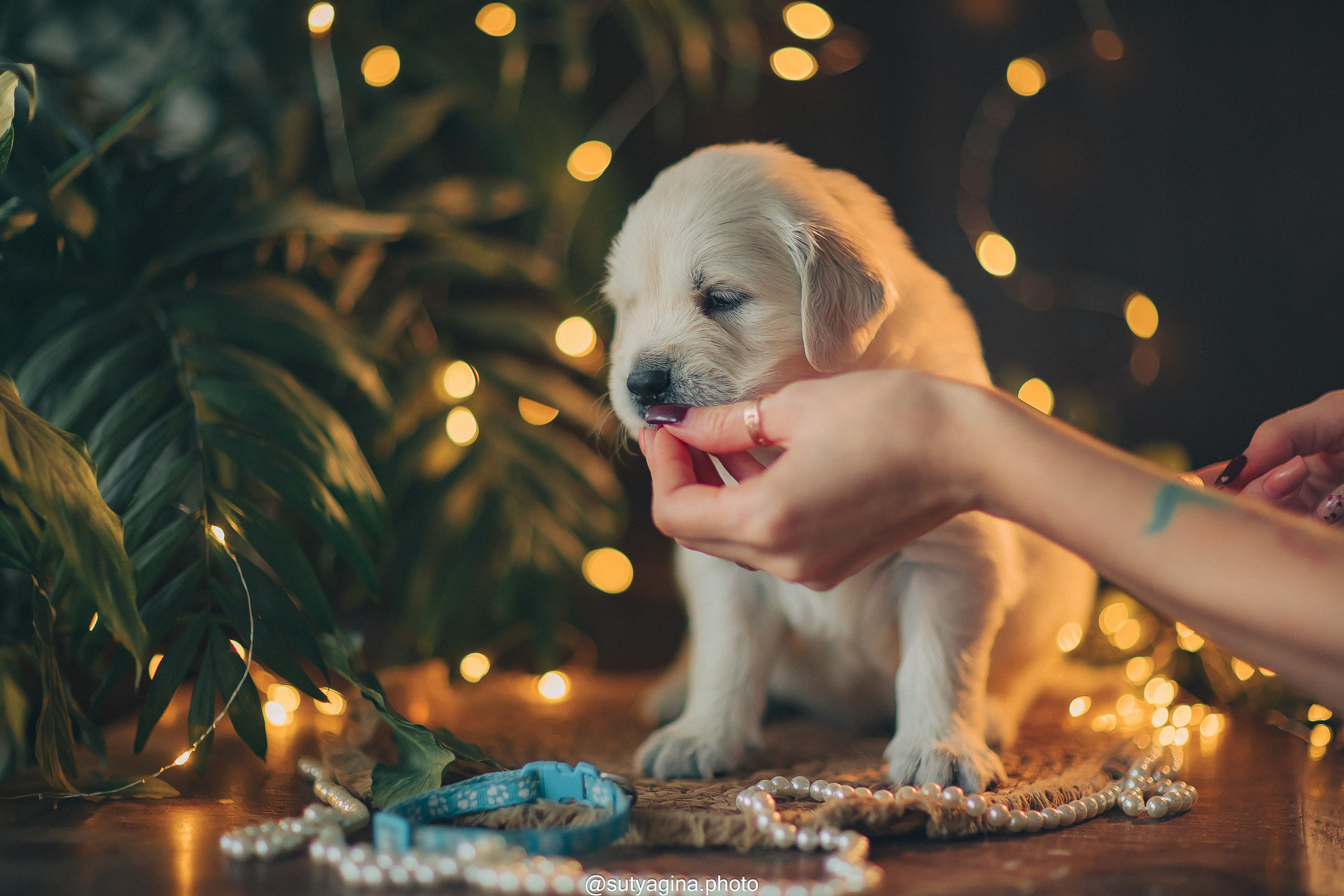 Голубой ошейник. Свадебный и женский фотограф
