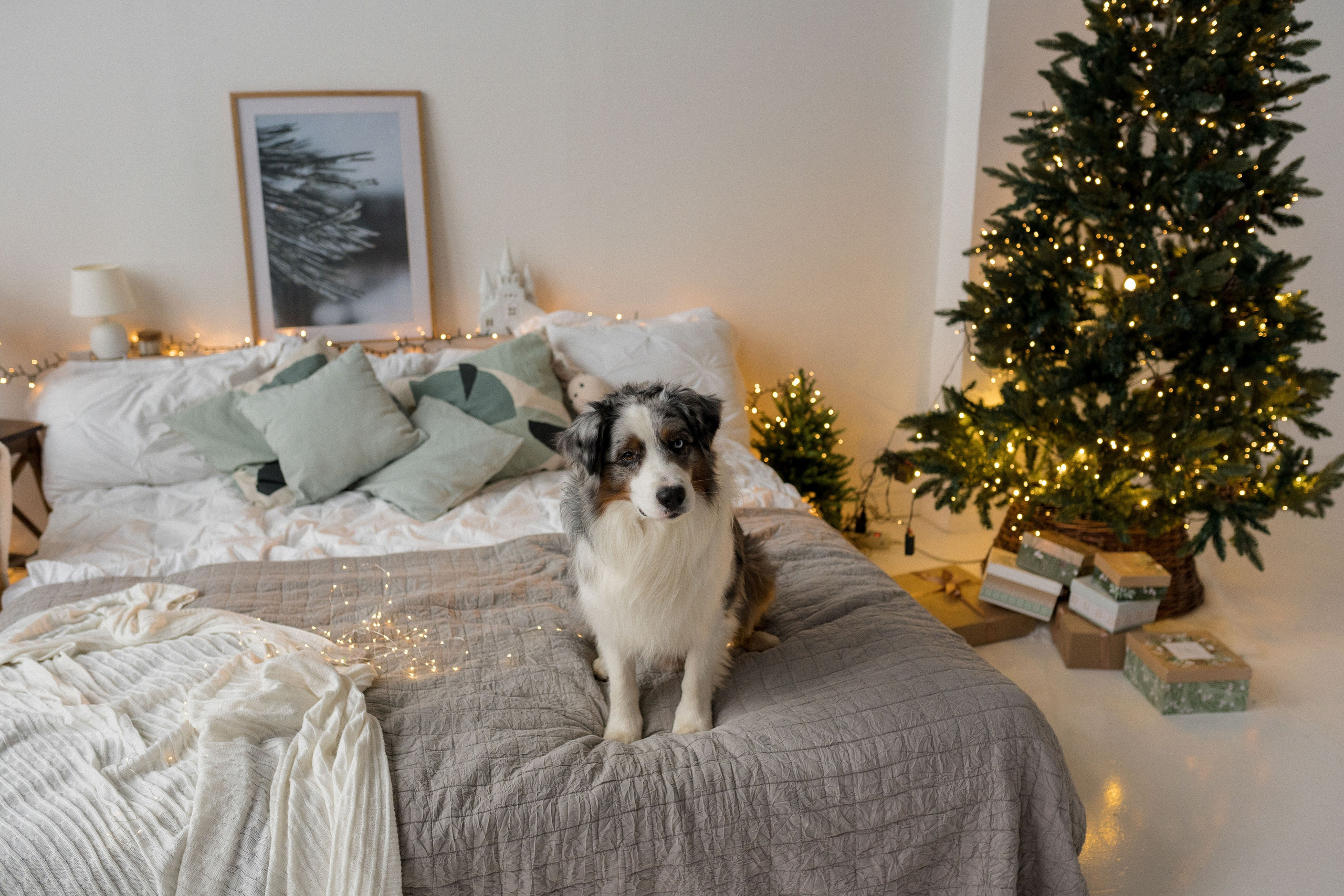 Новогоднее студия. Свадебный фотограф в Москве Анна Полушина