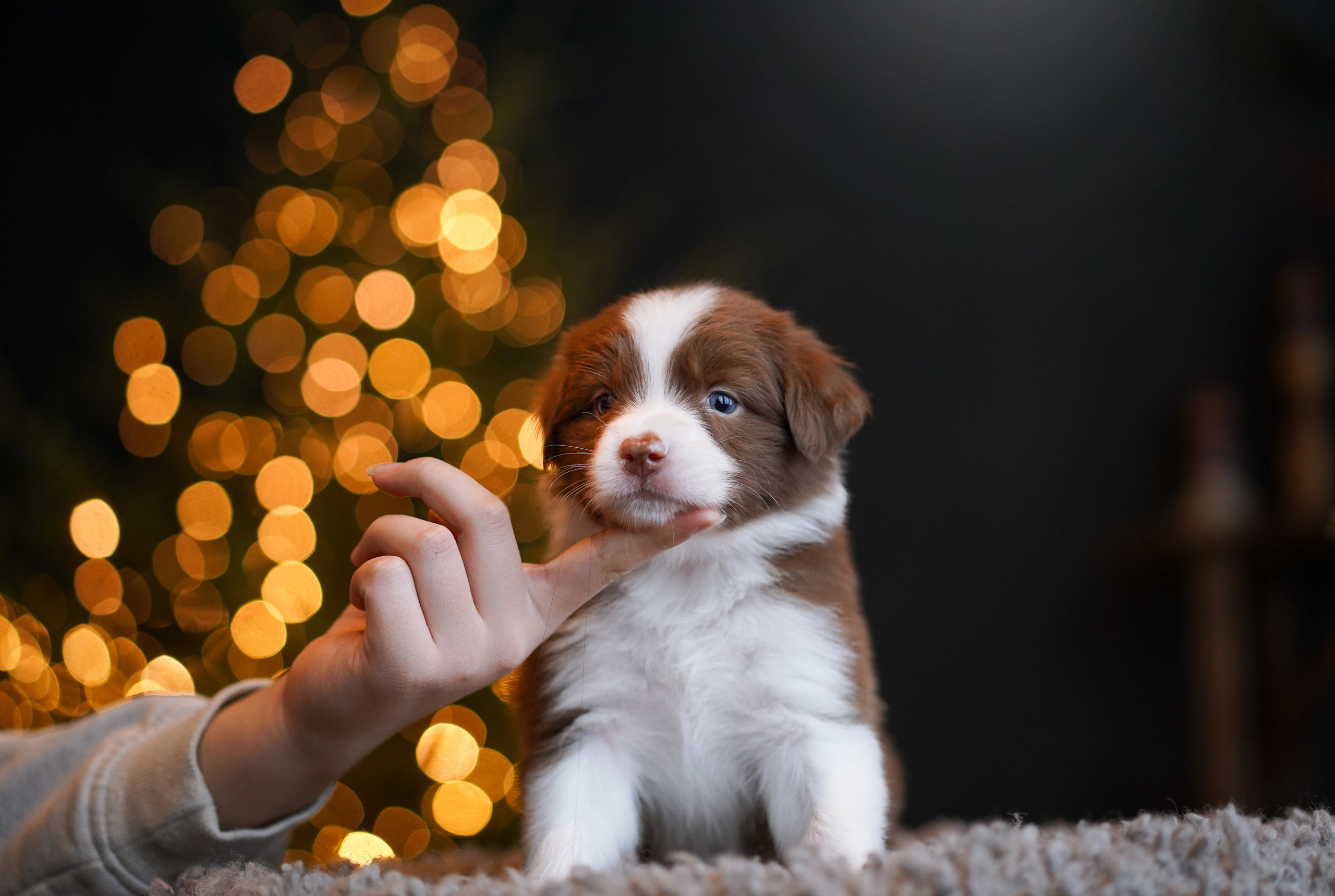 Щенки австралийской овчарки. Фотограф-анималист в Санкт-Петербурге Яна Мартынова