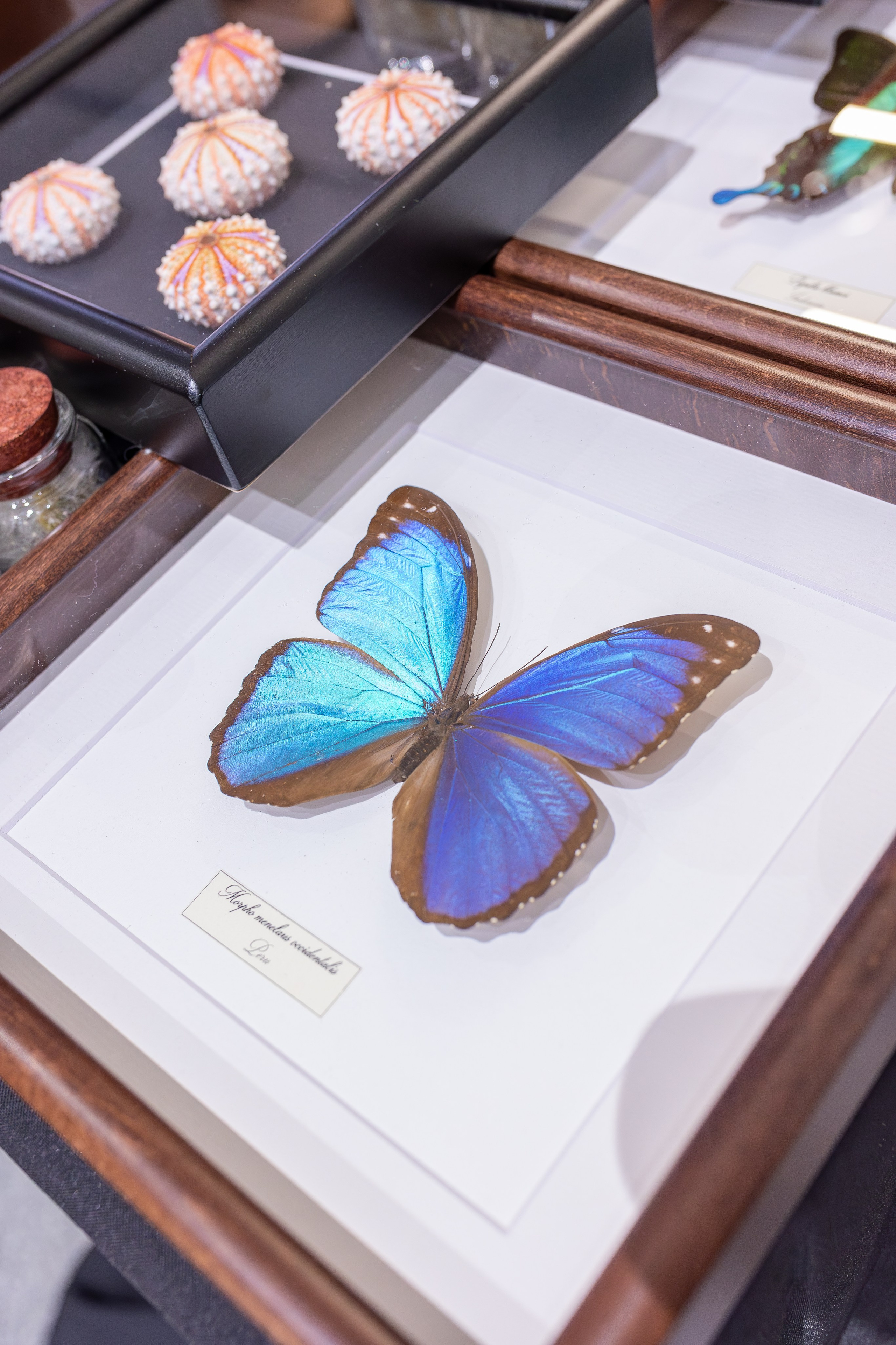 Монстериум 11–12 октября. Александра Куликова фотограф, Москва