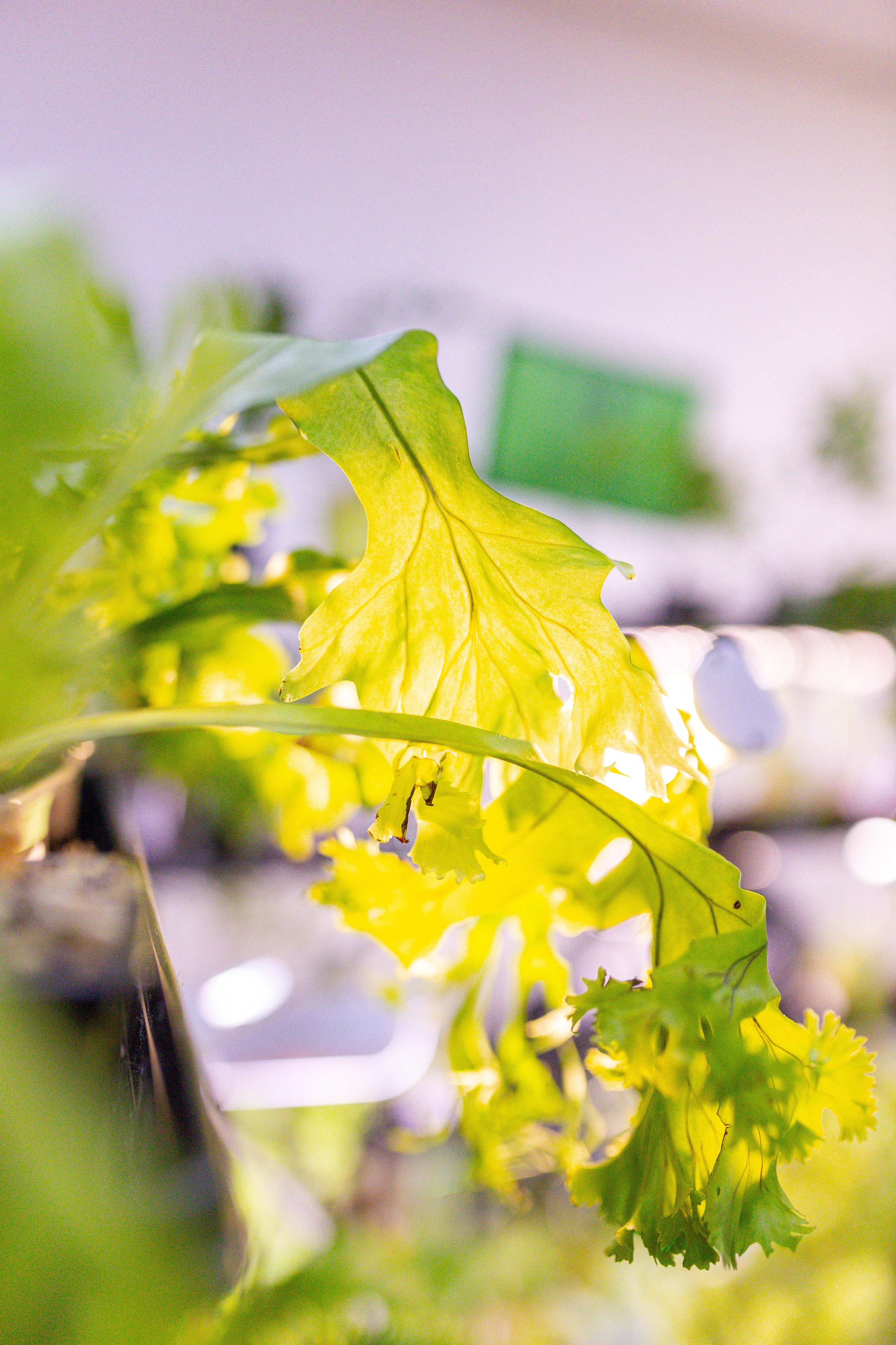 Монстериум 11–12 октября. Александра Куликова фотограф, Москва