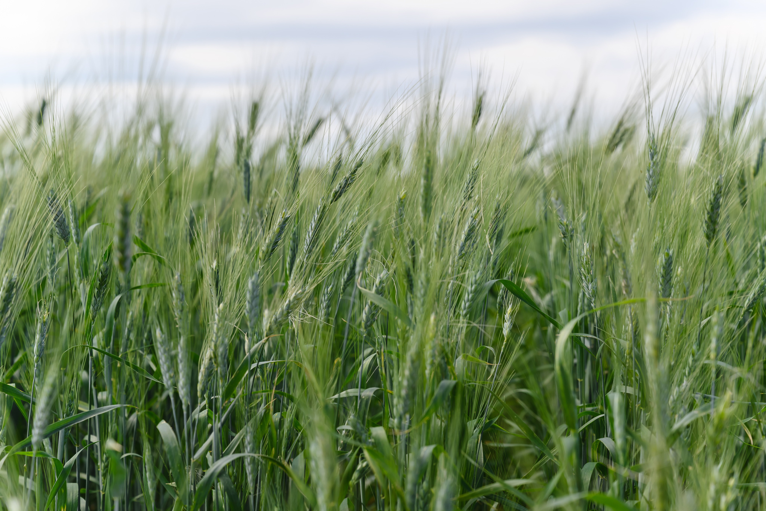 ФосАгро. День поля