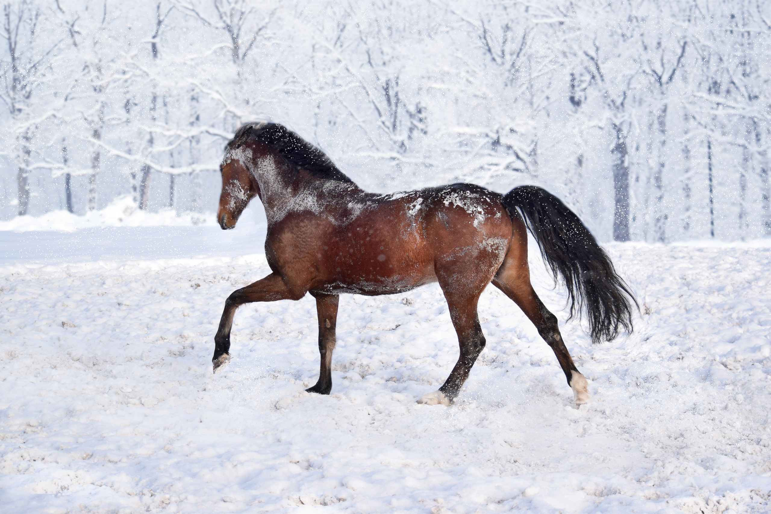 Лошади. Конный фотограф в Саратове Юлия Иванова