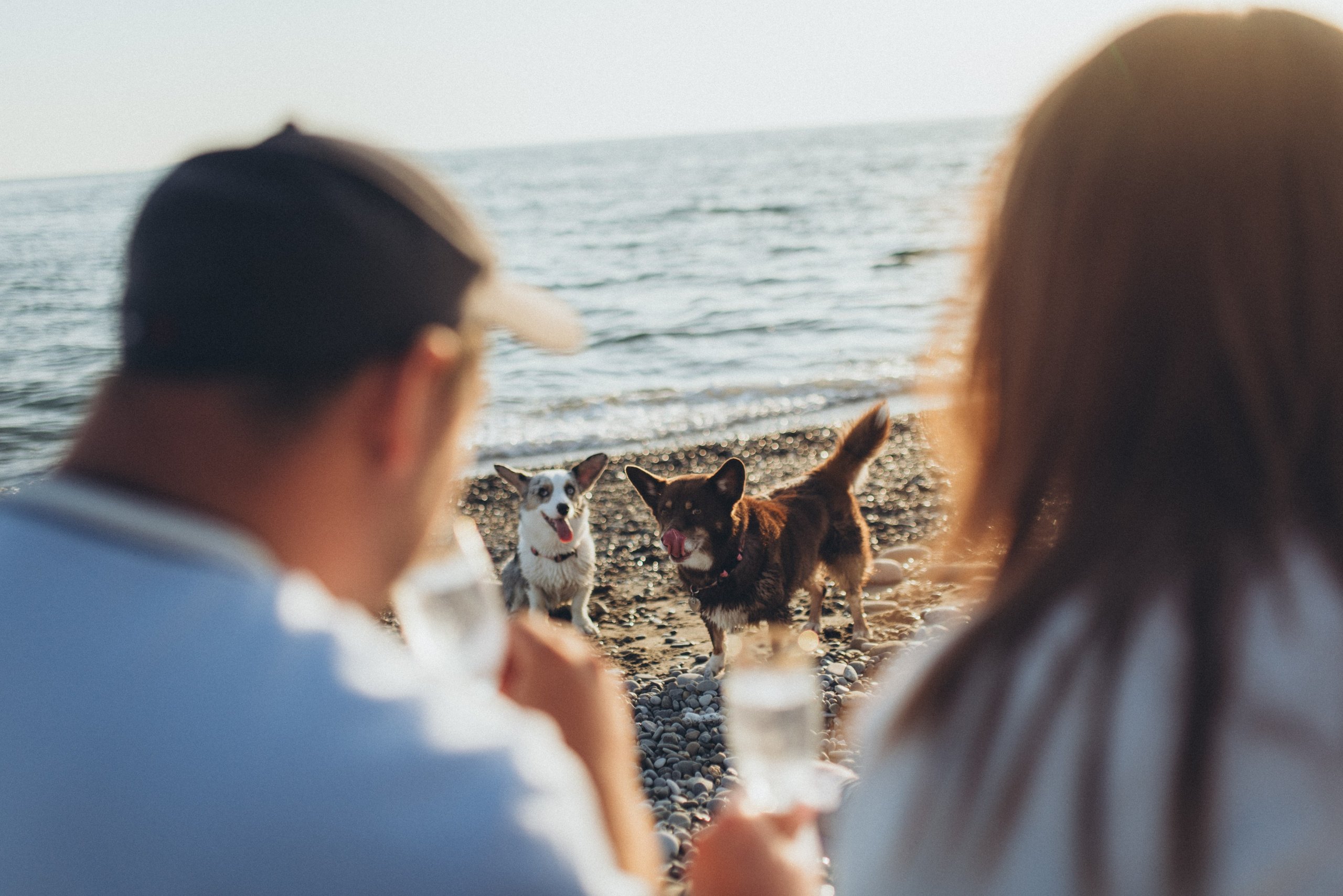 🐕 Катя и Дима 🐕. Фотограф в Сочи — Маргарита Поганова