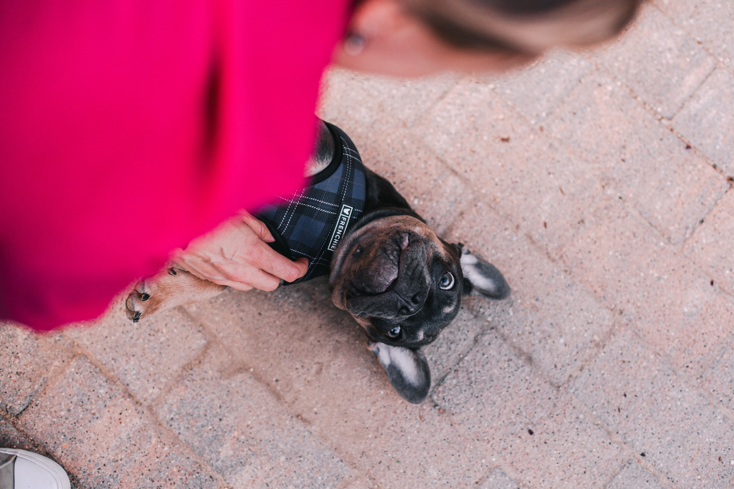 Даша и Мишель. Фотограф-анималист Татьяна Степанова