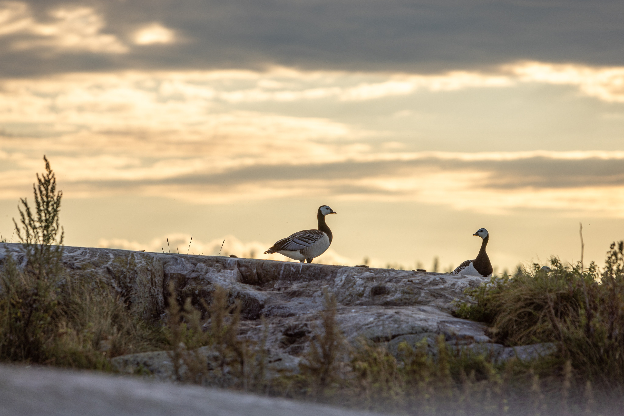 Ладога. Автомобильная фотография в Санкт-Петербурге
