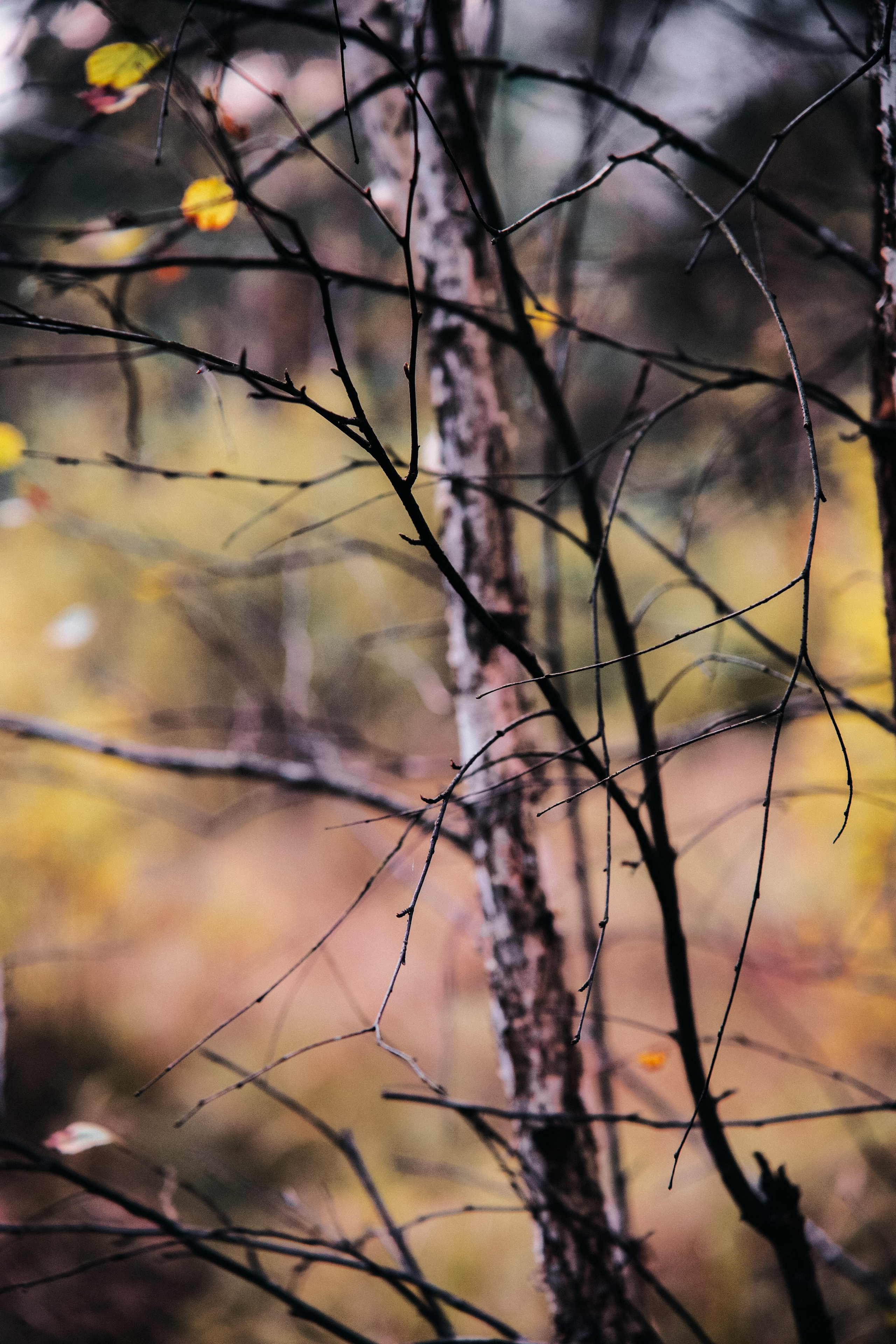 Осень 2025. Фотограф из Москвы — DASHA NOVA | Авторская фотография в разных жанрах