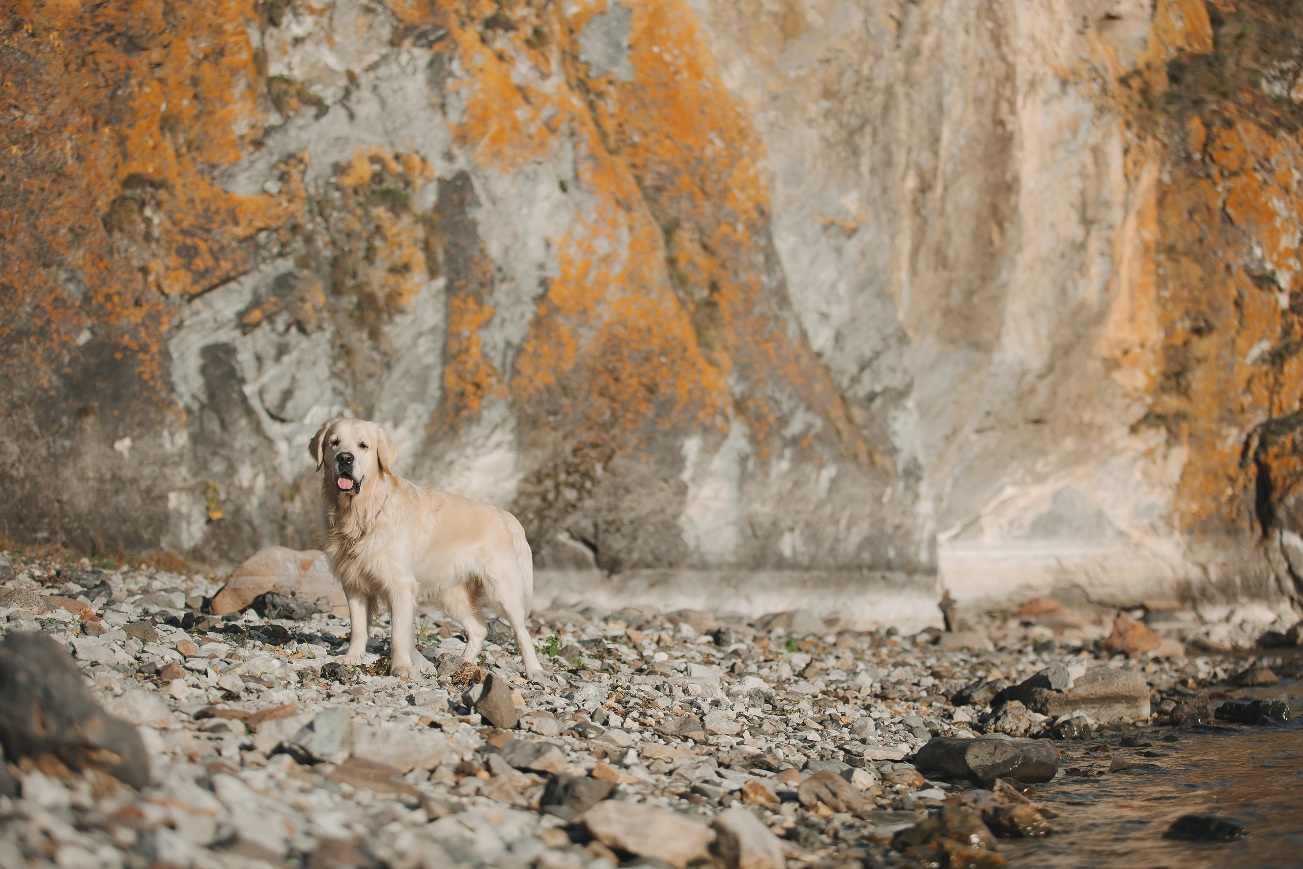 Снежик и Веста. Свадебный и женский фотограф