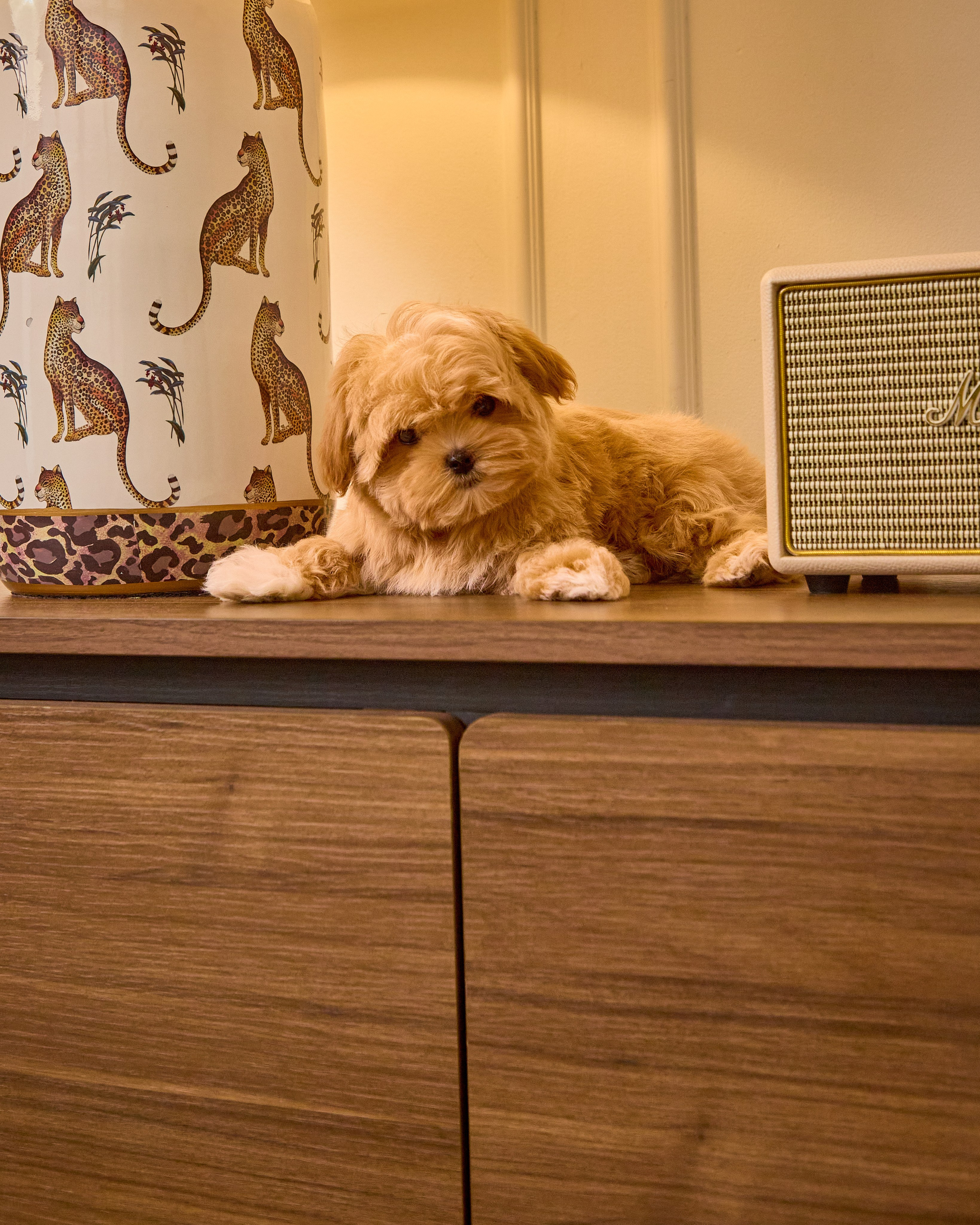 Dogs Maltipu commercial shoot. Святослав Лебедев | Рекламный фотограф — Коммерческая съемка, Арт-дирекшн, AI-интеграция