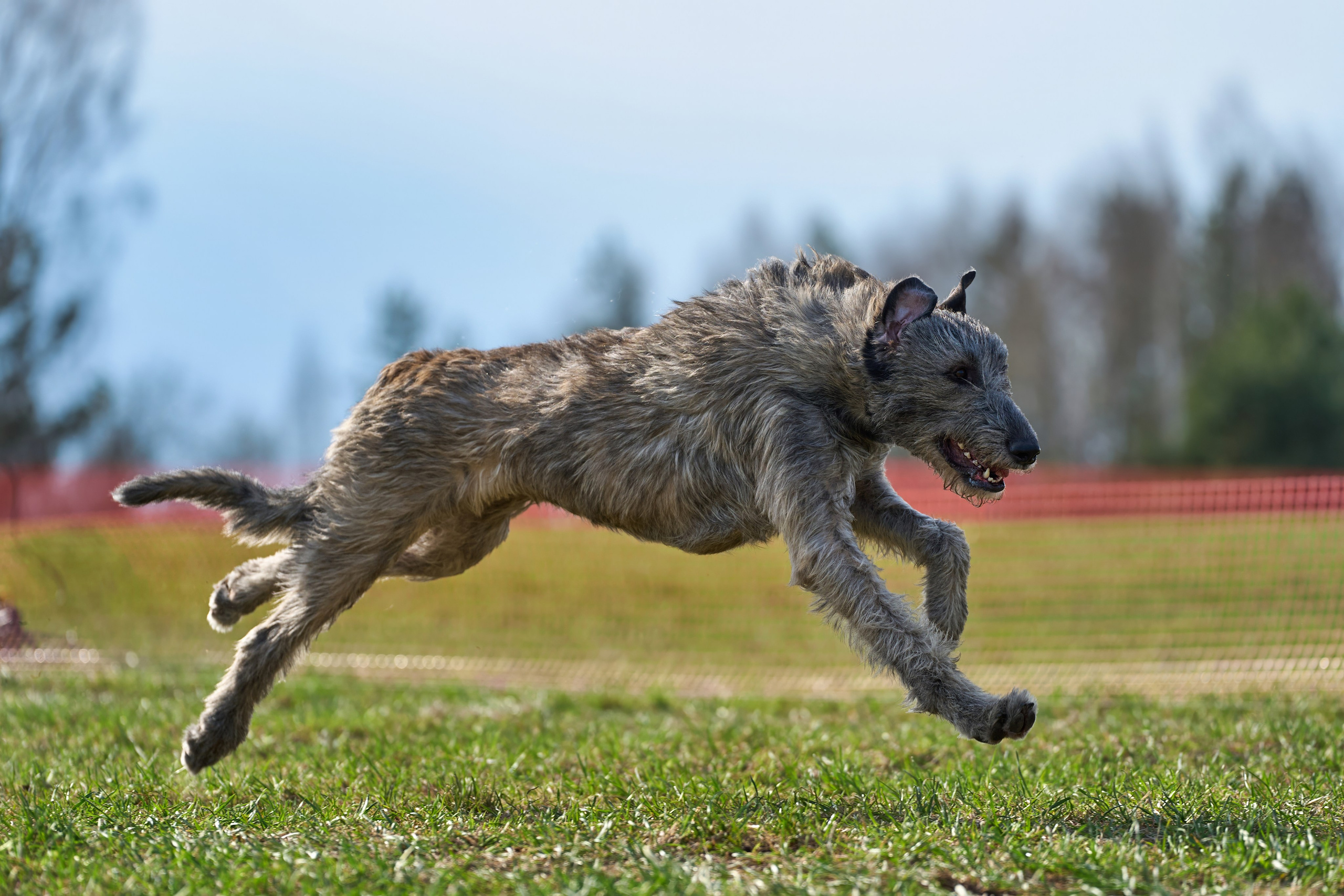 Репортажная съемка. Фотограф-анималист Михаил Манухин