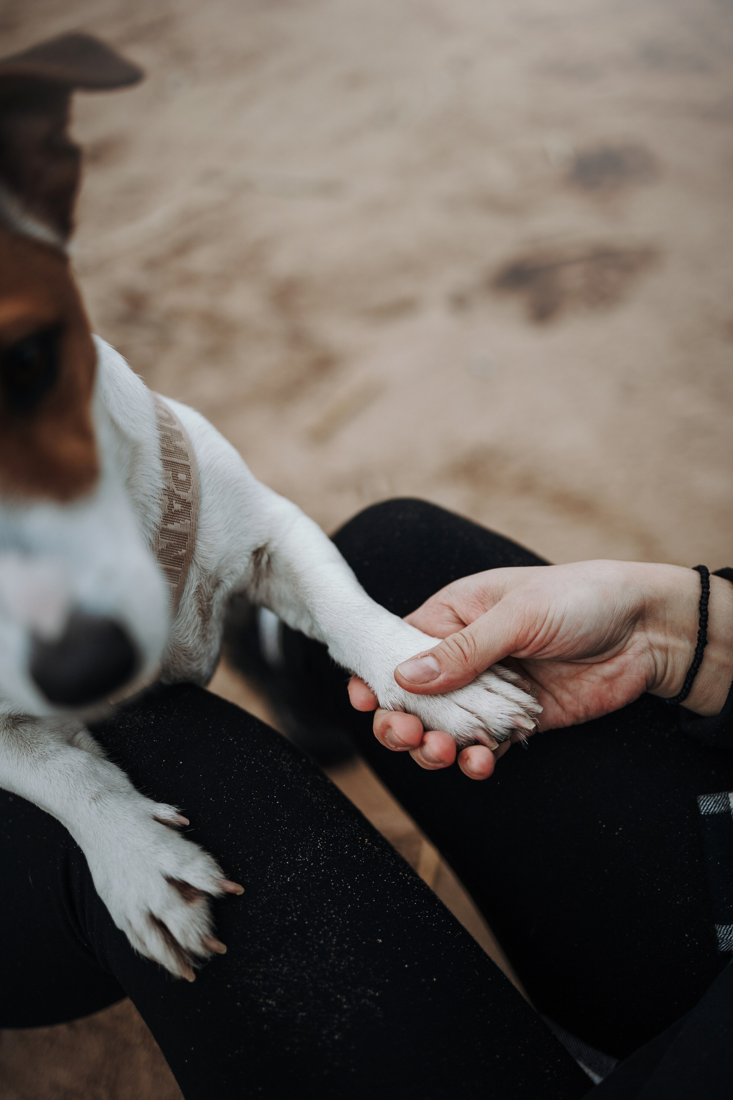 Саша и Джеки. Фотограф — Анималист | Санкт-Петербург
