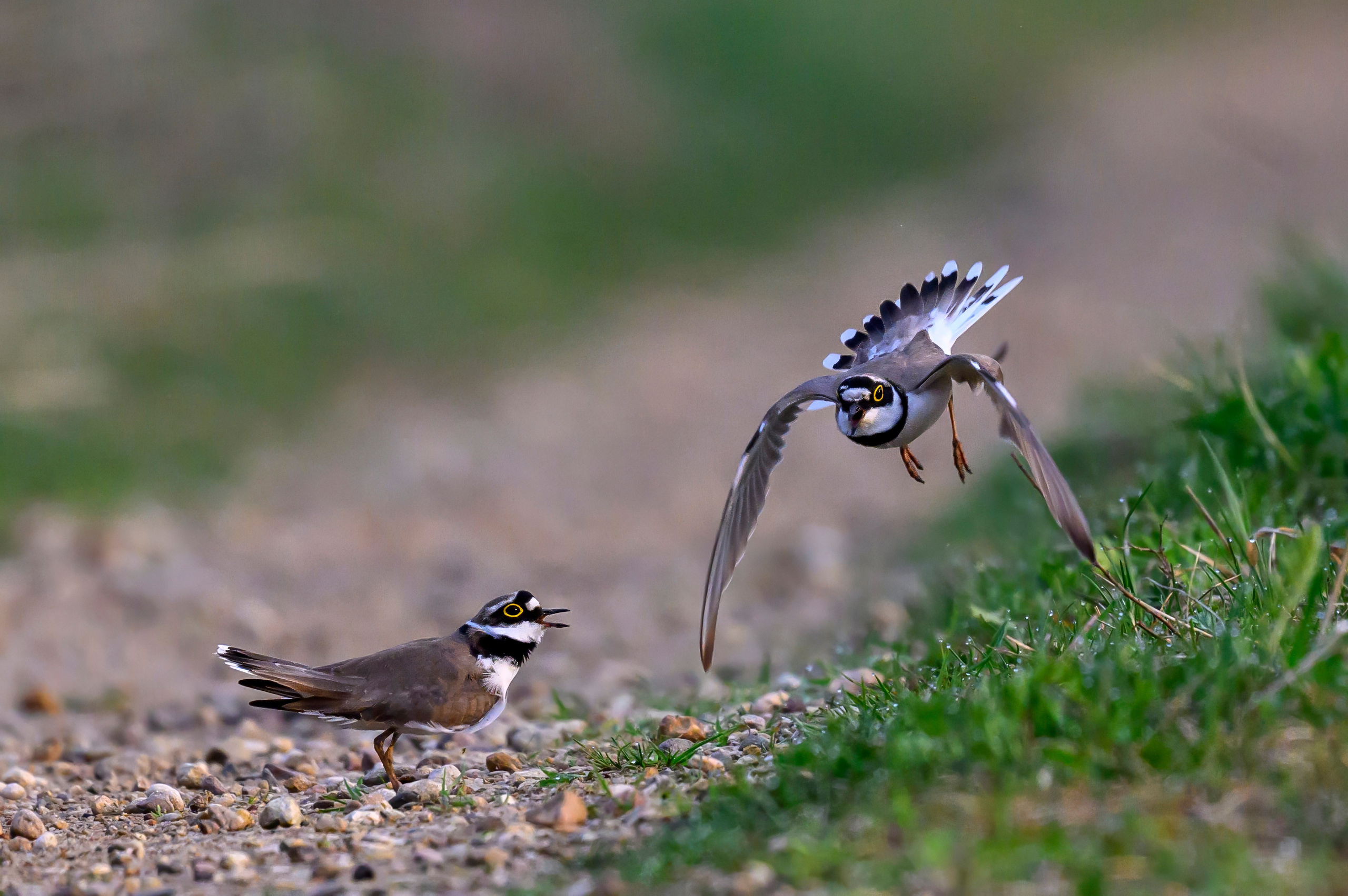Малый зуек. Wildlife photography by Sergey Puponin