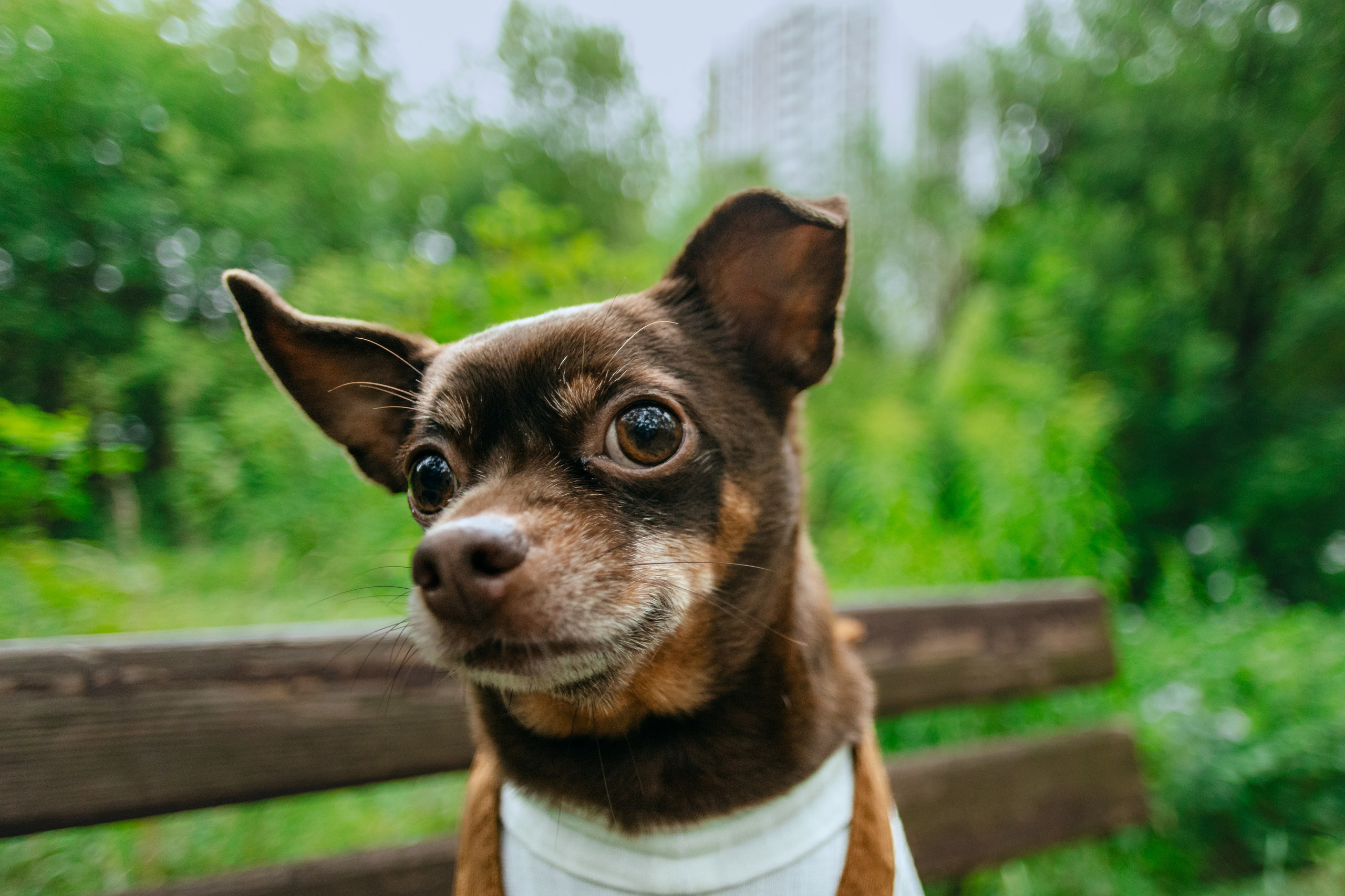 Юля и Леонид. Фотограф-анималист Татьяна Степанова