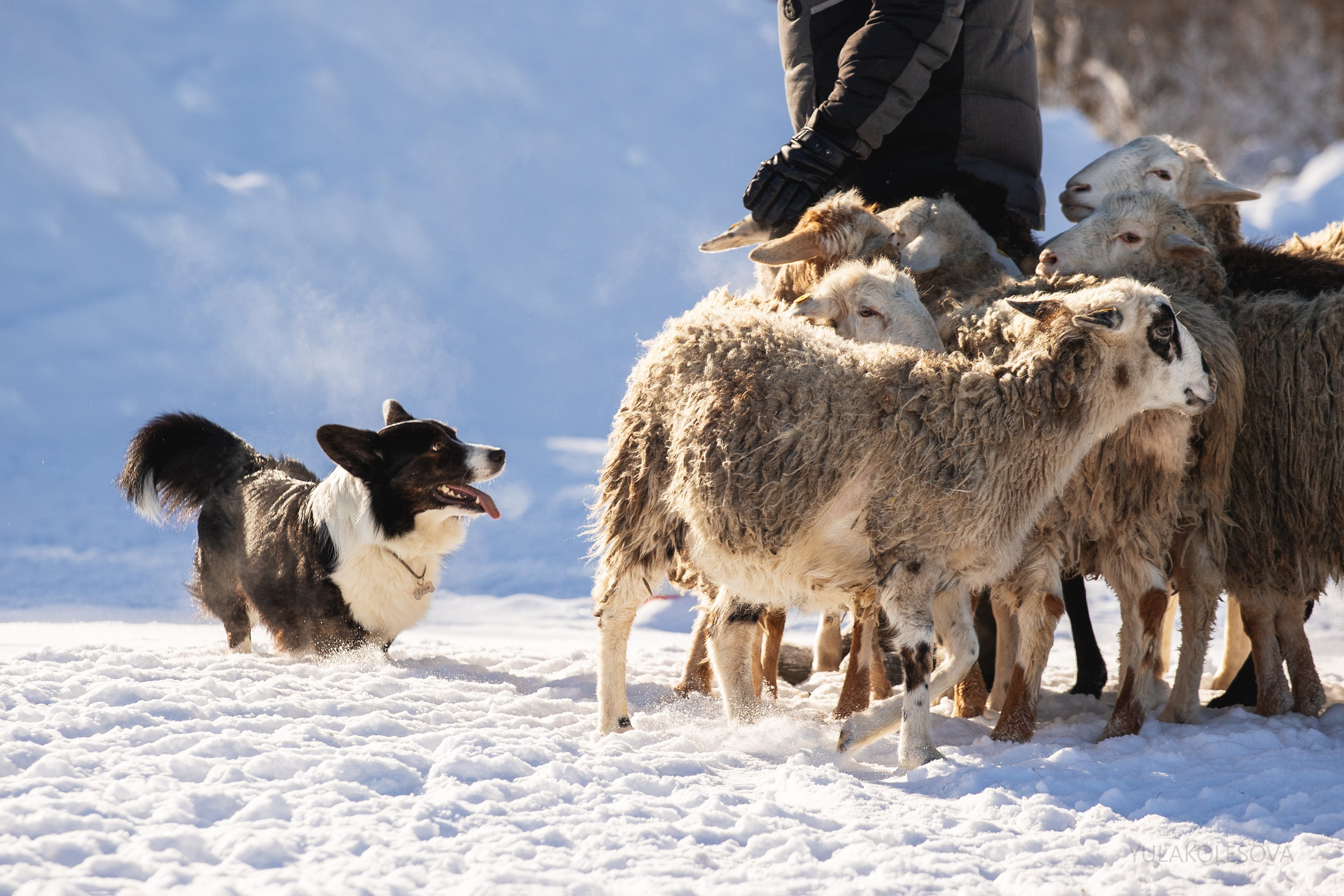 Коргитуса 2.03.2024. YULA KOLESOVA | Фотограф — Анималист | Художник | Тюмень