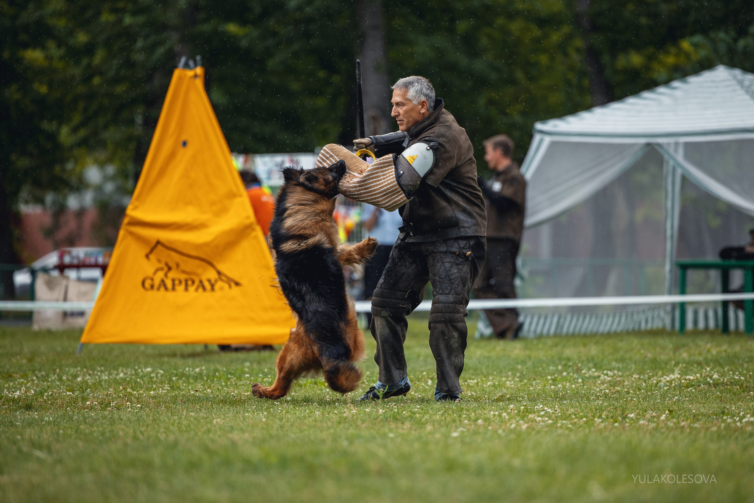 6.07.2024 Выставка немецких овчарок г. Тюмень. YULA KOLESOVA | Фотограф — Анималист | Художник | Тюмень