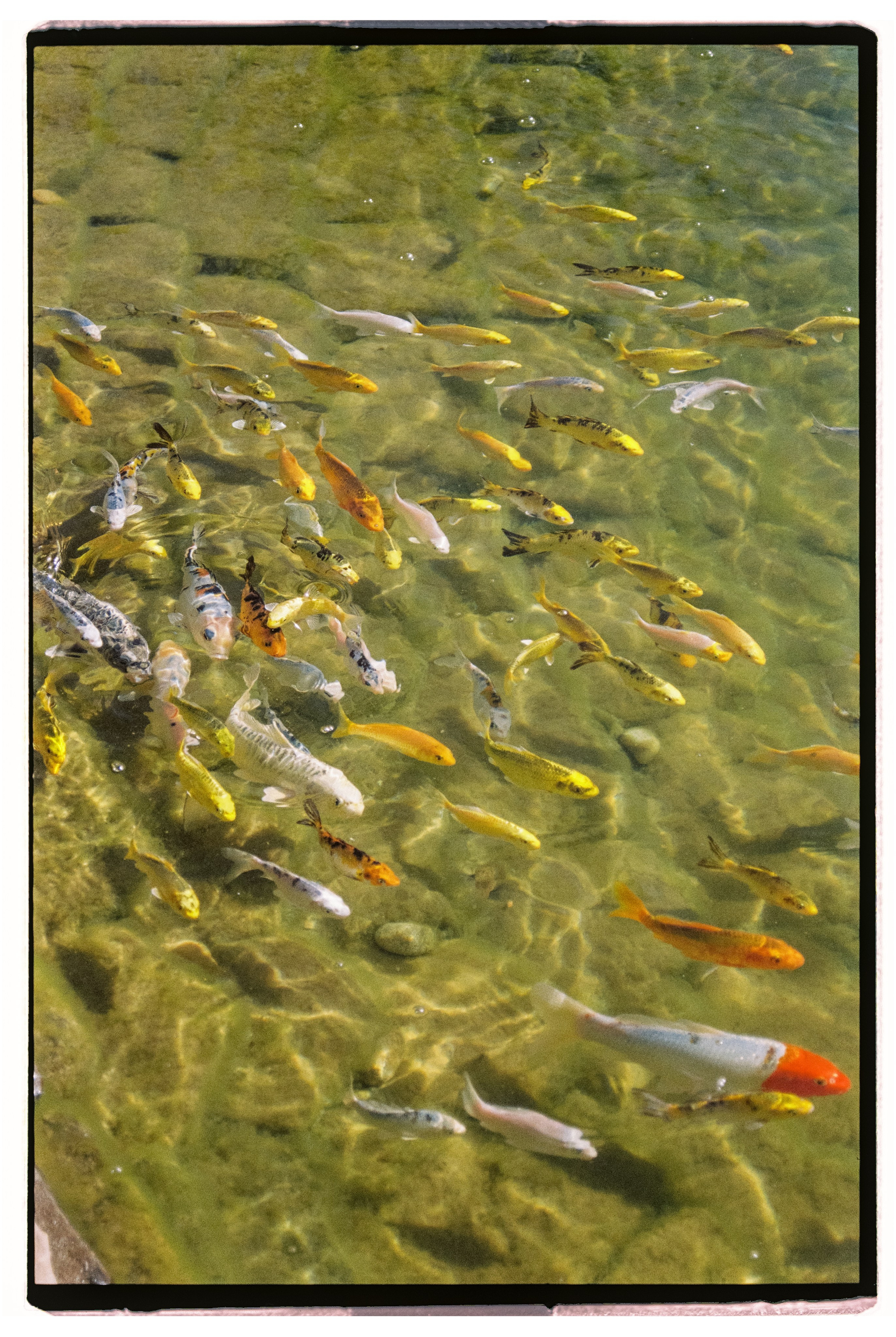 Your love is all I need in my world. Свадебный фотограф в Ростовe-на-Дону Анастасия Прутова