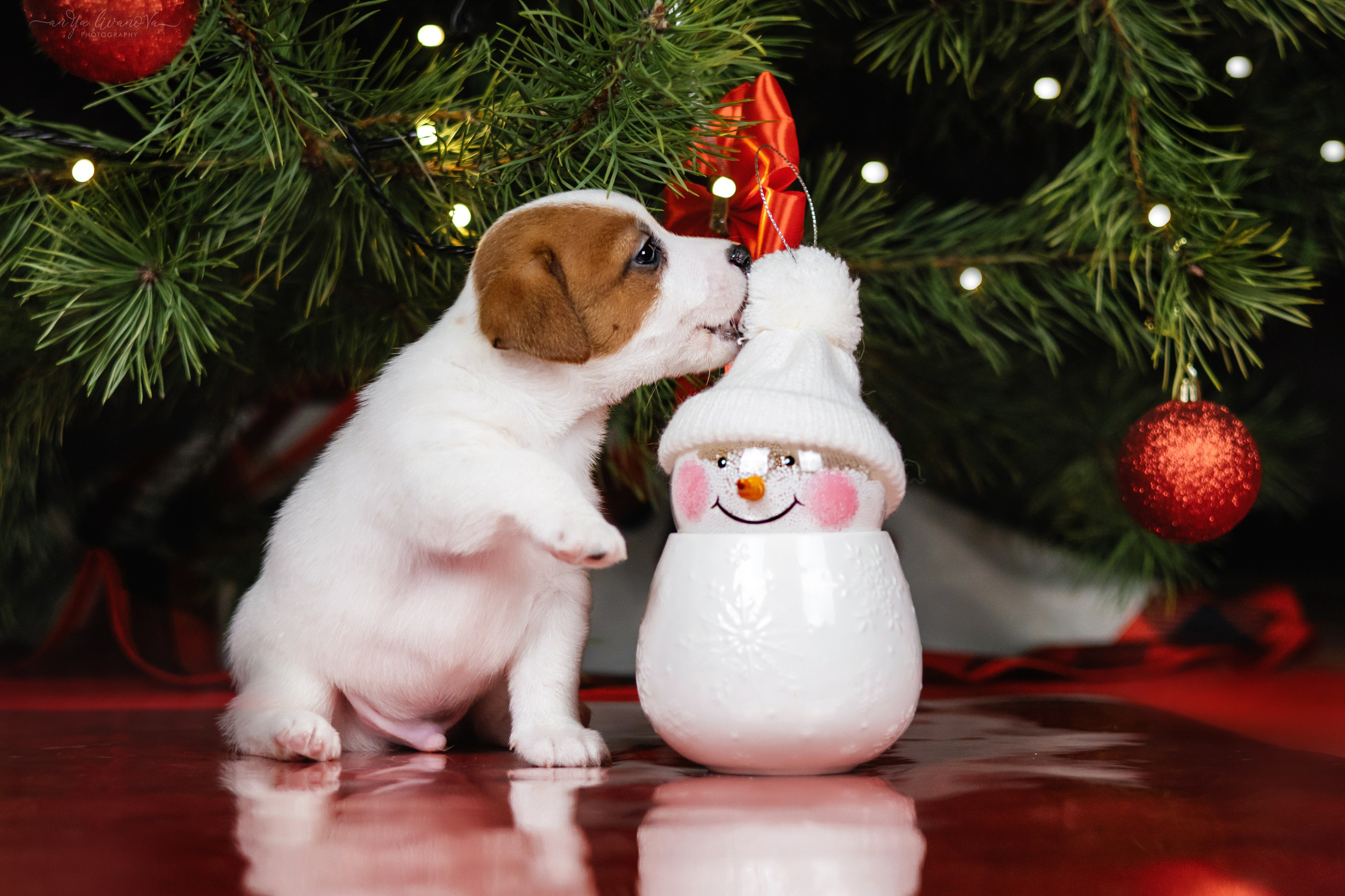 Новогодняя атмосфера в «Simply the Best». Фотограф анималист Аня Ливанова | Рыбинск