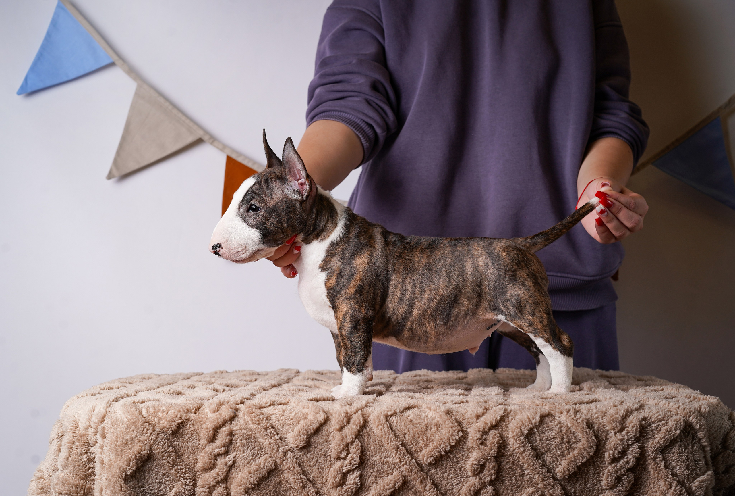 Щенки минибультерьера. Фотограф-анималист в Санкт-Петербурге Яна Мартынова