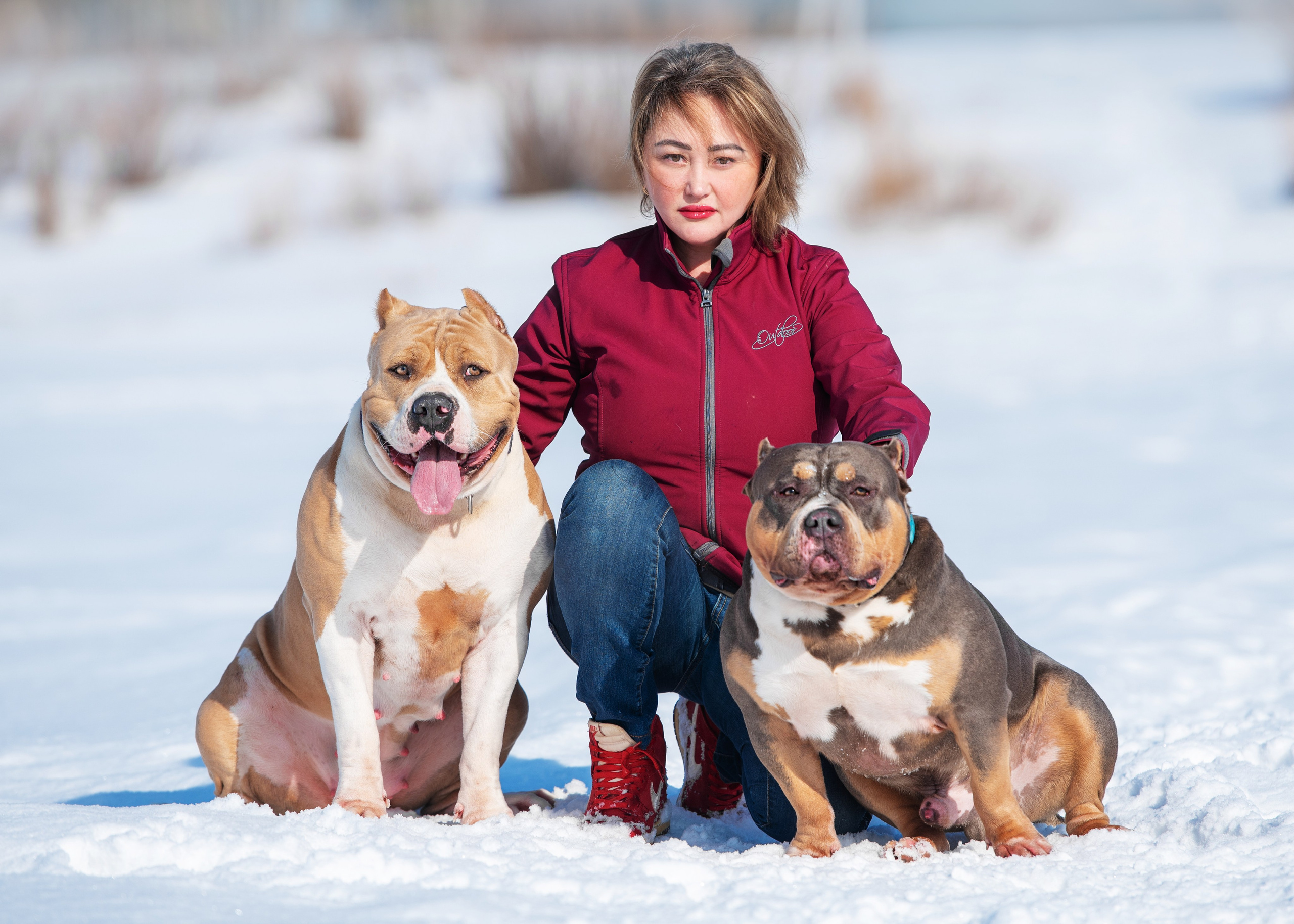 Булли. Дог-фотограф в Тюмени Александра Королева