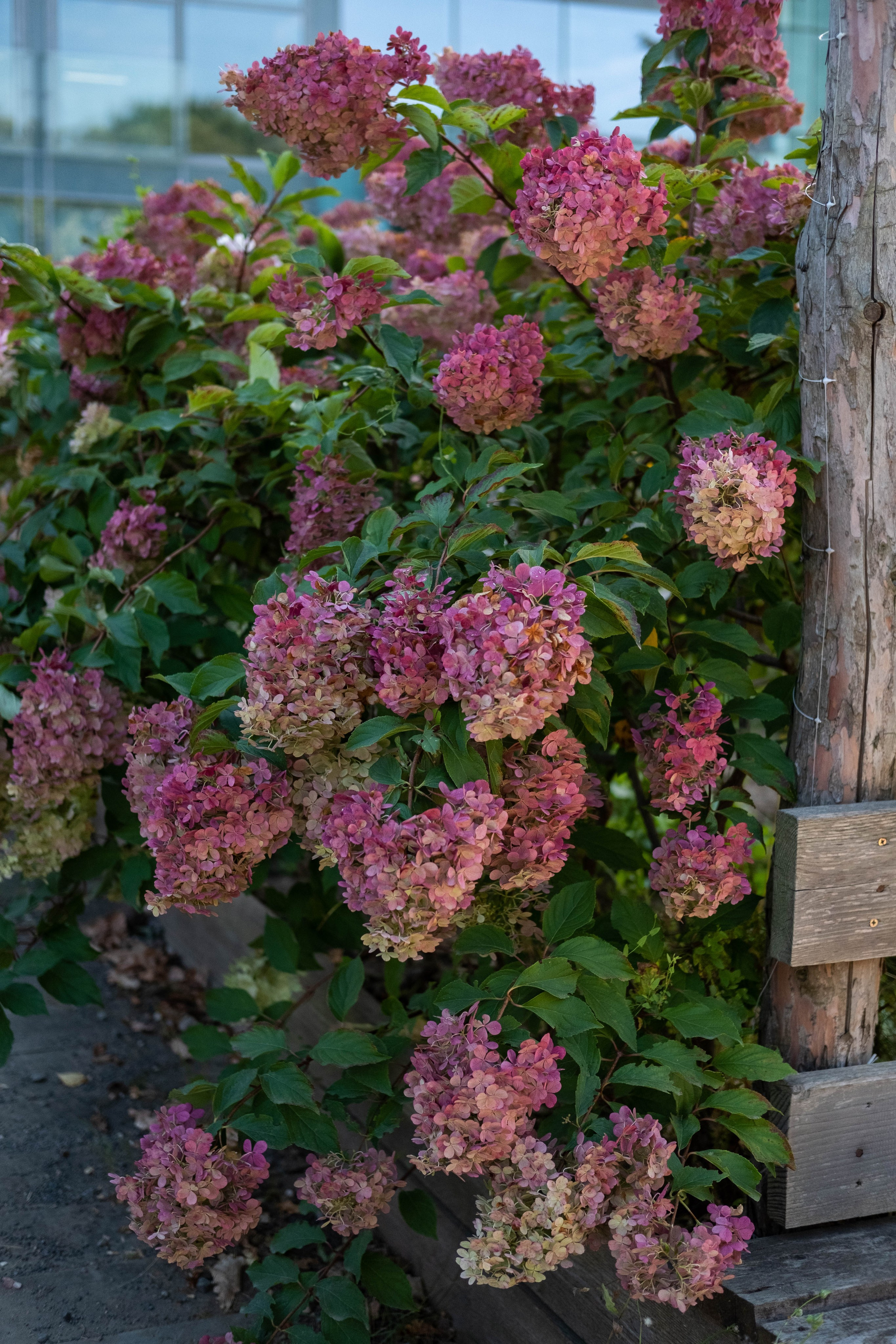 Москва 2024. Свадебный и семейный фотограф в Новосибирске, Санкт-Петербурге, Москве