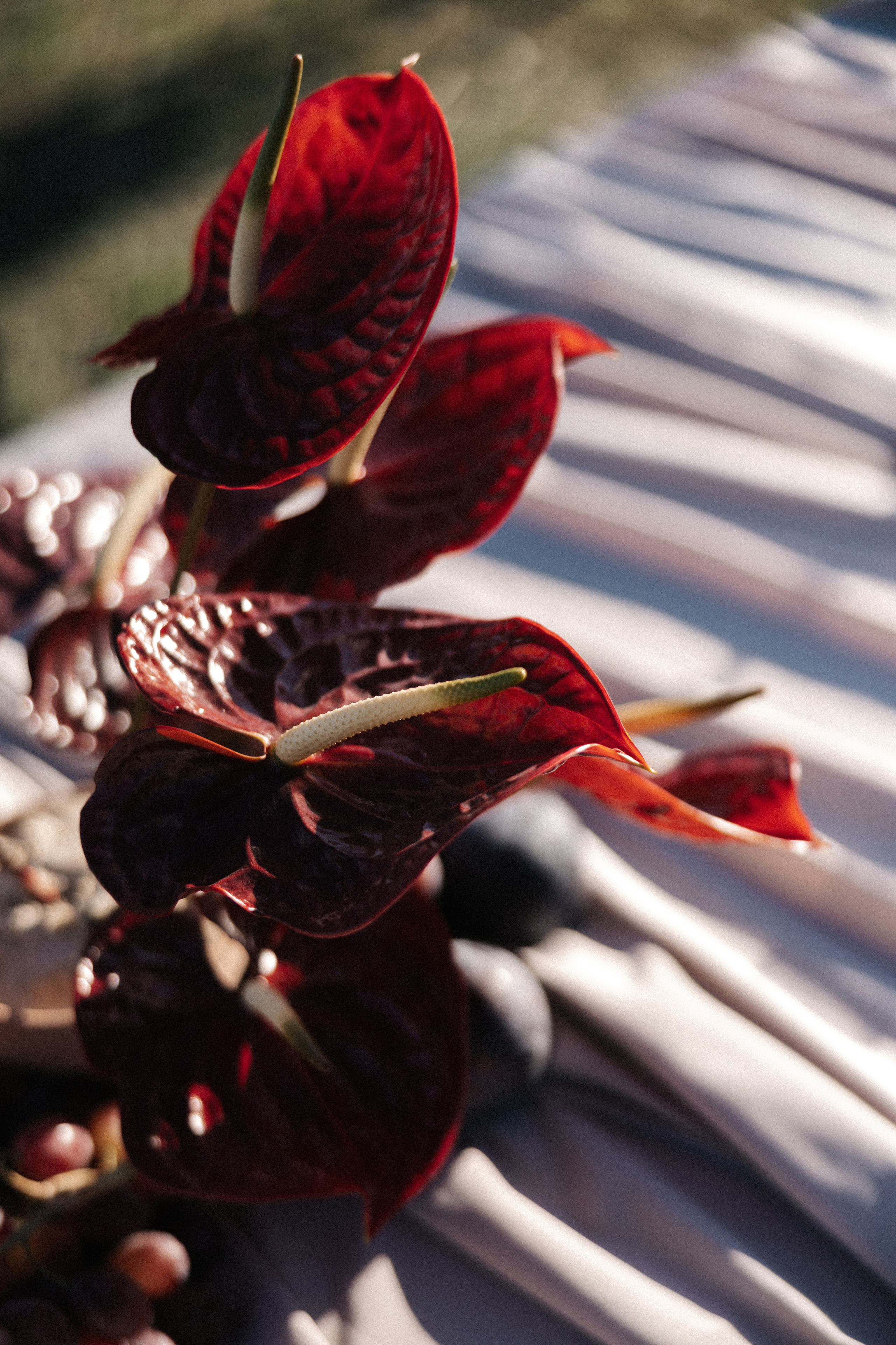 Армения. Свадебный фотограф Москва Мотеюнайте Виктория