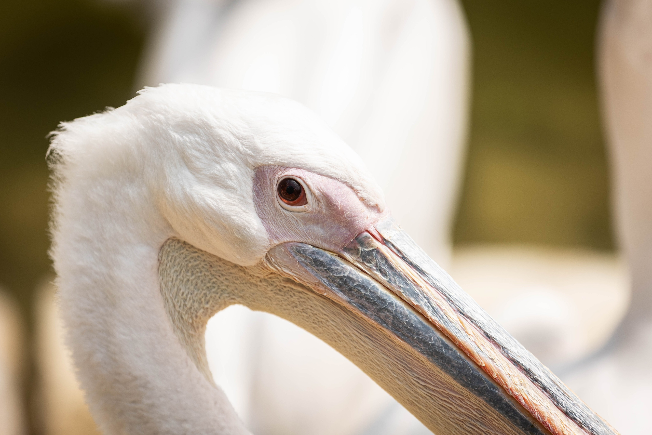 Зоопарк Малинки. Фотограф-АниМалист Анна Абрамова