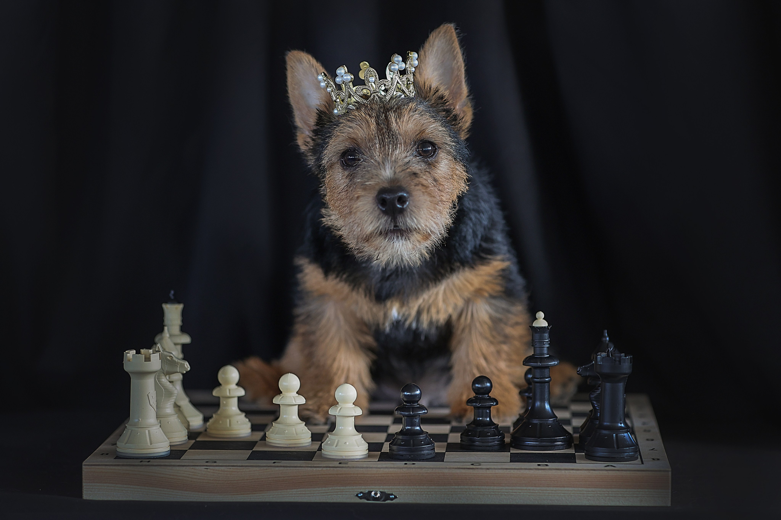 В СТУДИИ. Фотограф-АниМалист Анна Абрамова